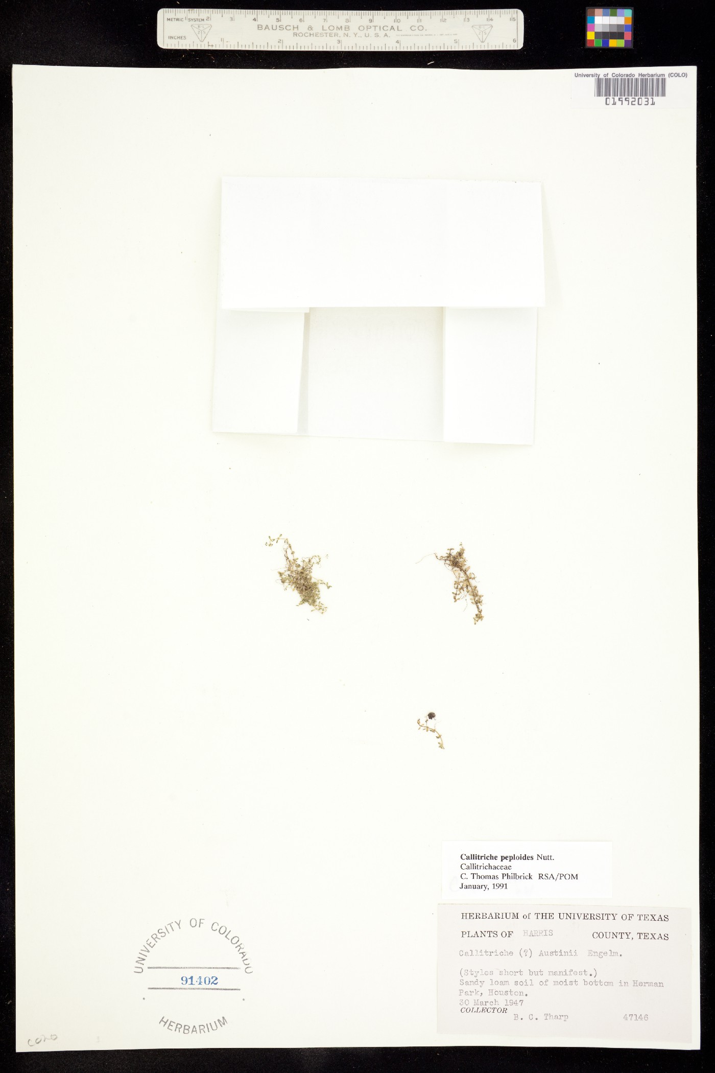 Callitriche peploides image