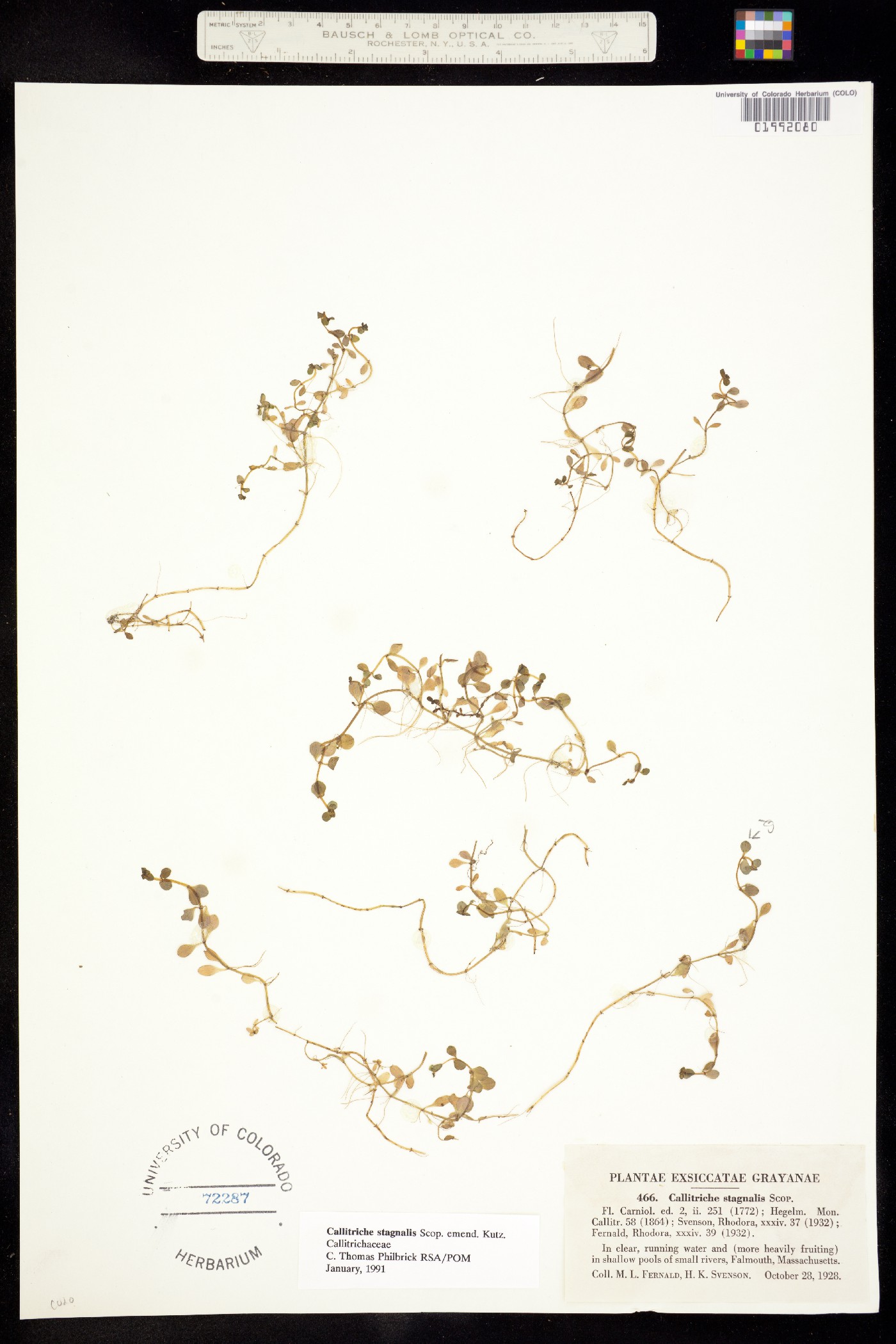 Callitriche stagnalis image