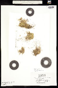Callitriche marginata image