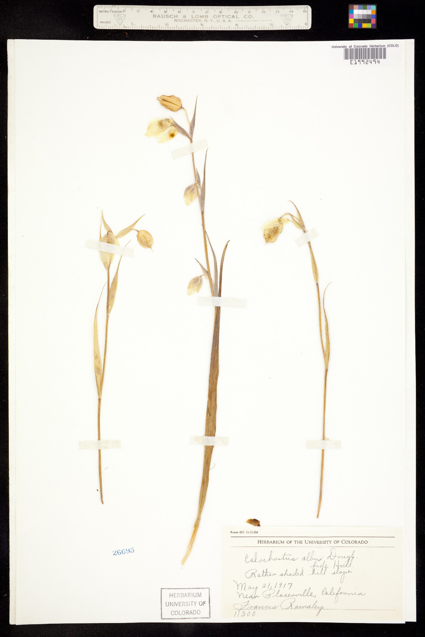 Calochortus albus image