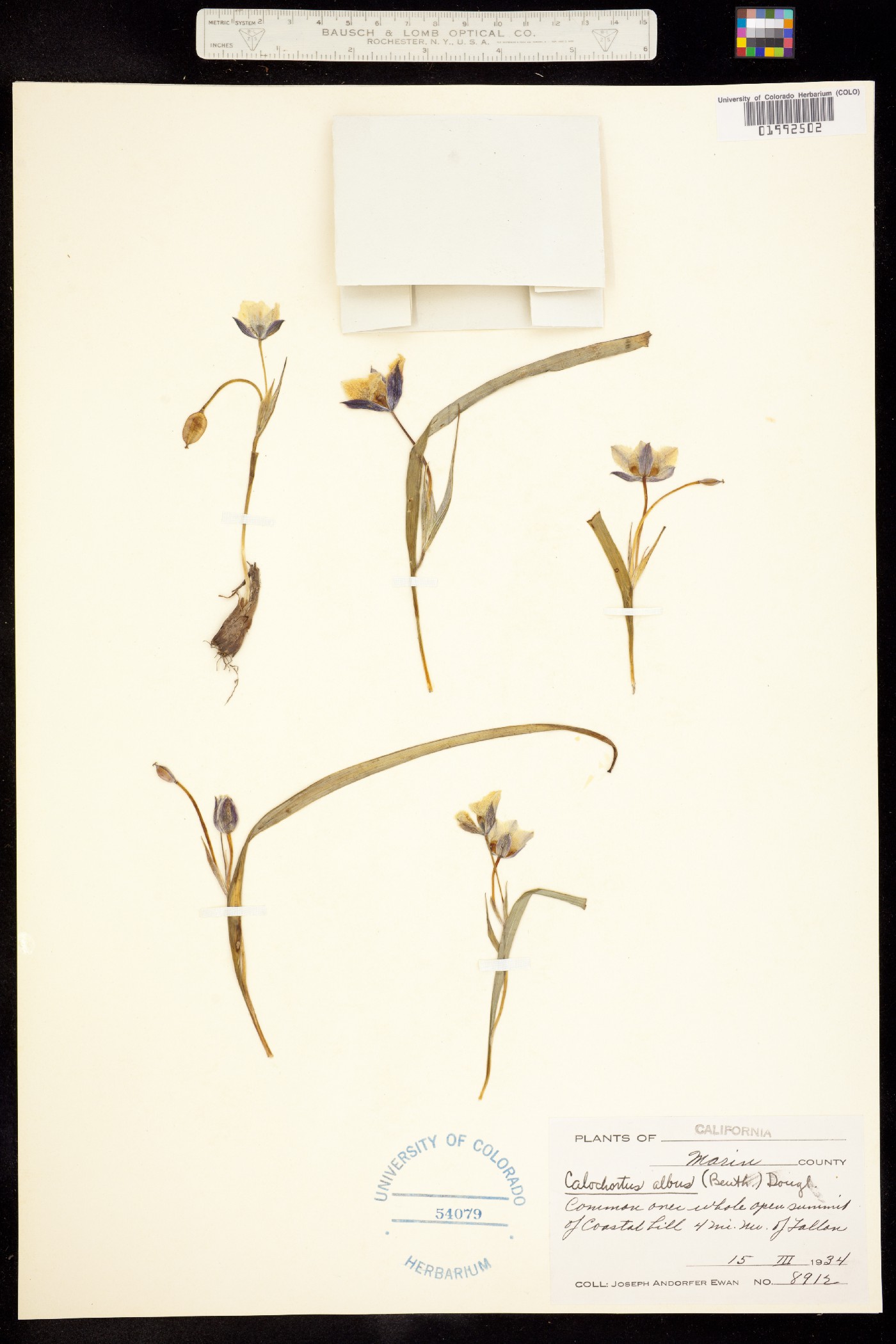 Calochortus albus image