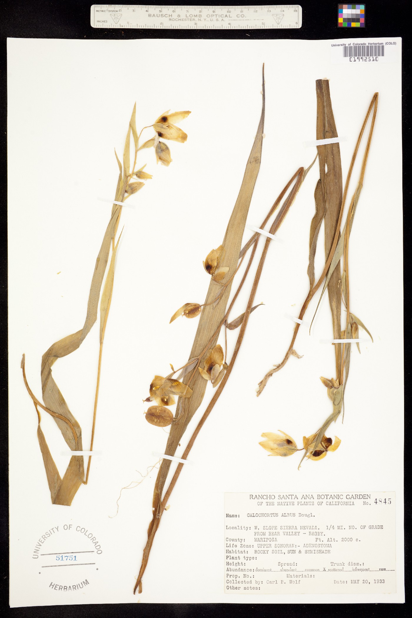 Calochortus albus image