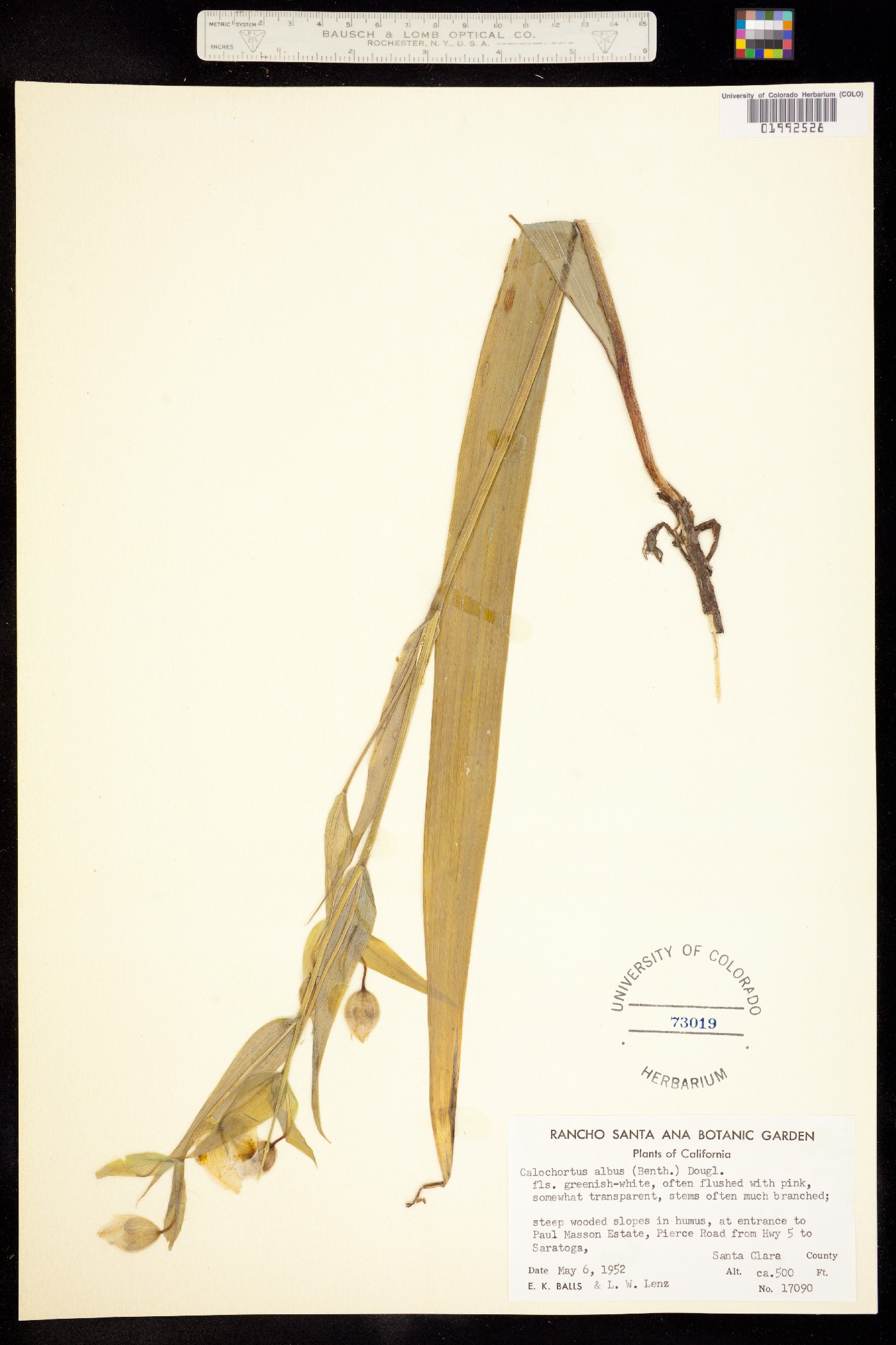 Calochortus albus image