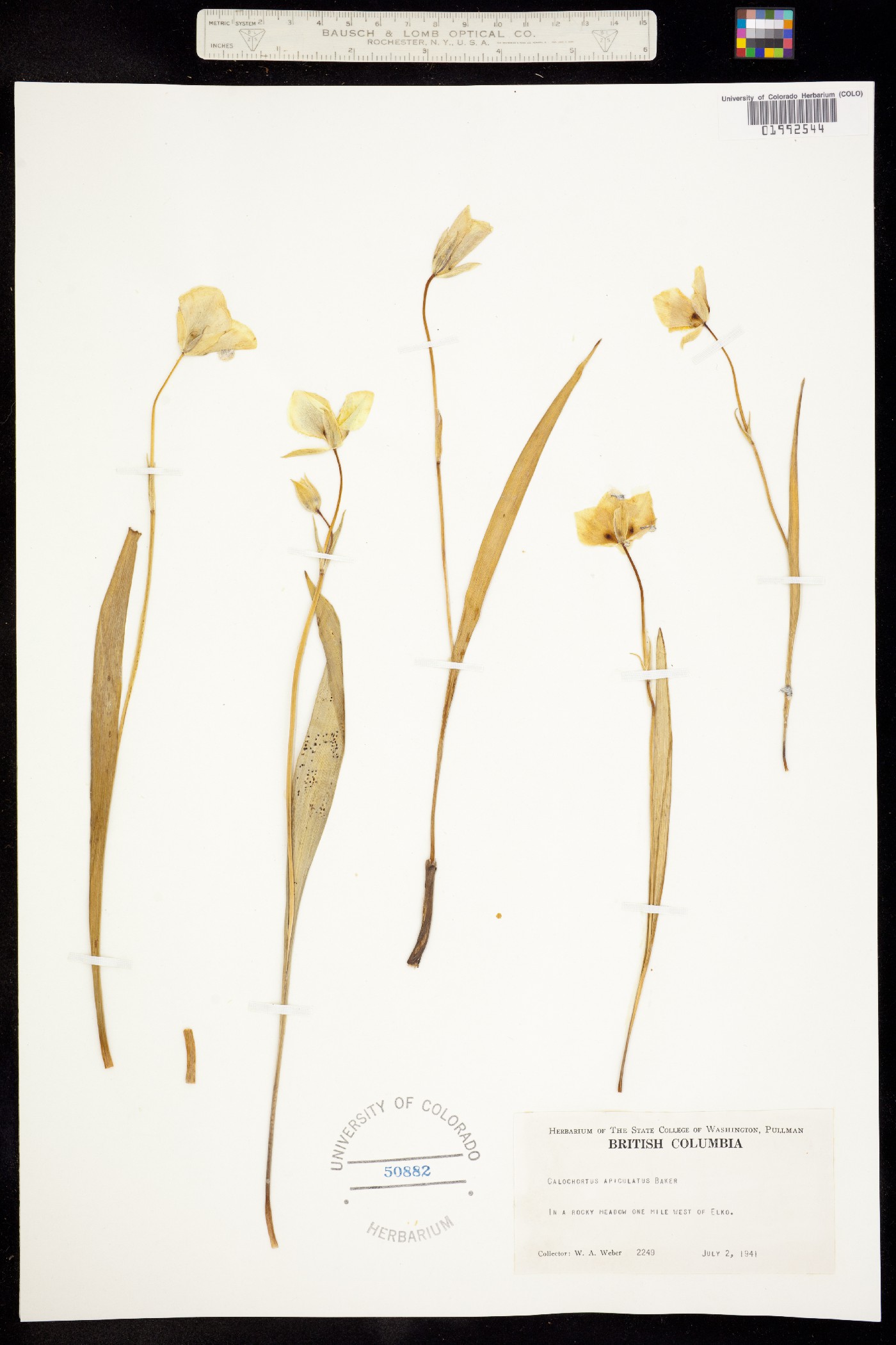 Calochortus apiculatus image