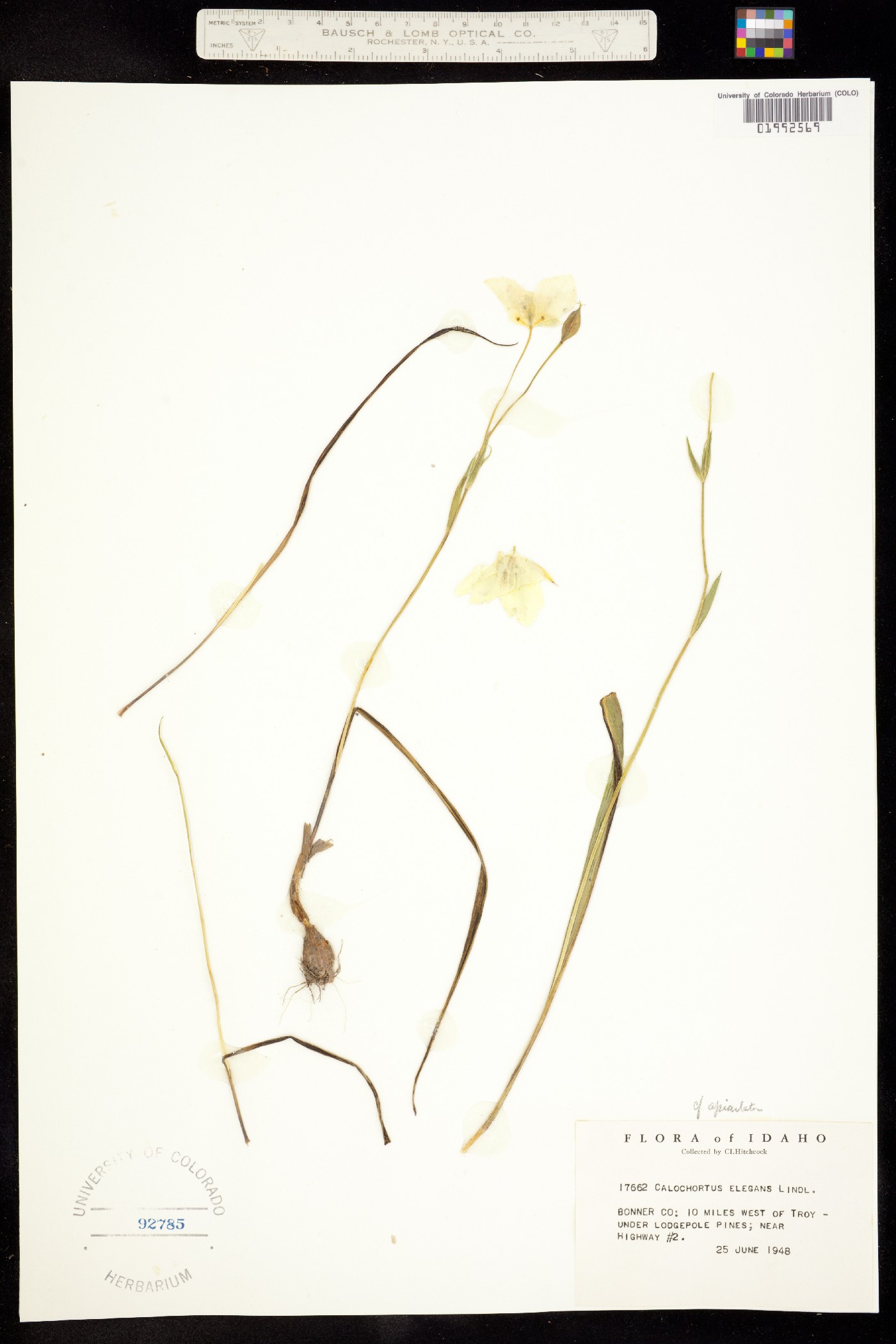 Calochortus apiculatus image