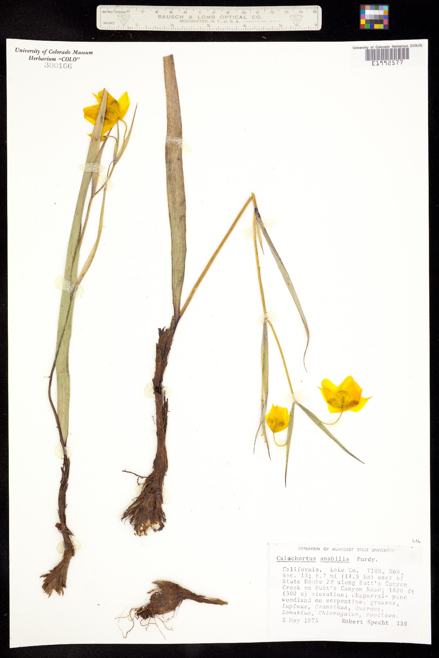Calochortus amabilis image