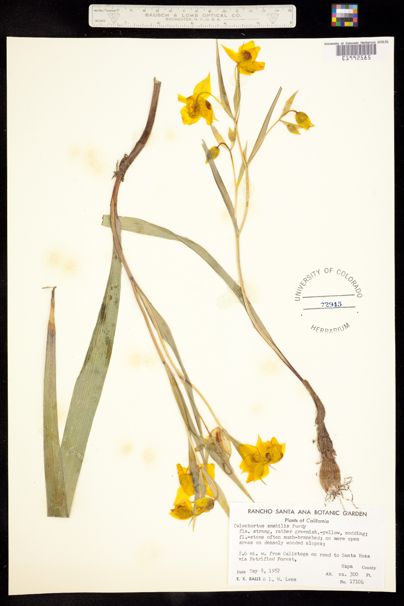 Calochortaceae image