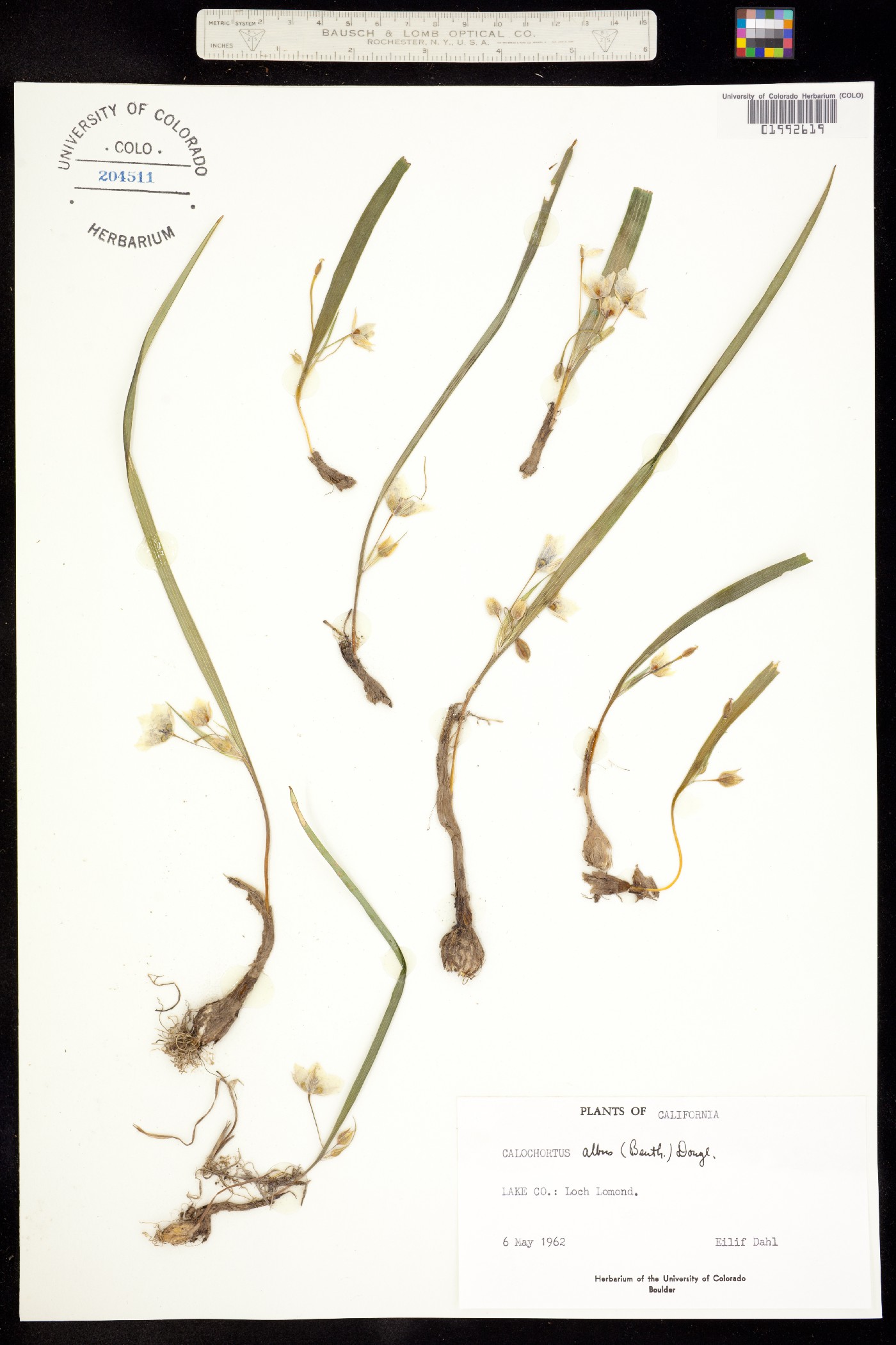 Calochortus albus image