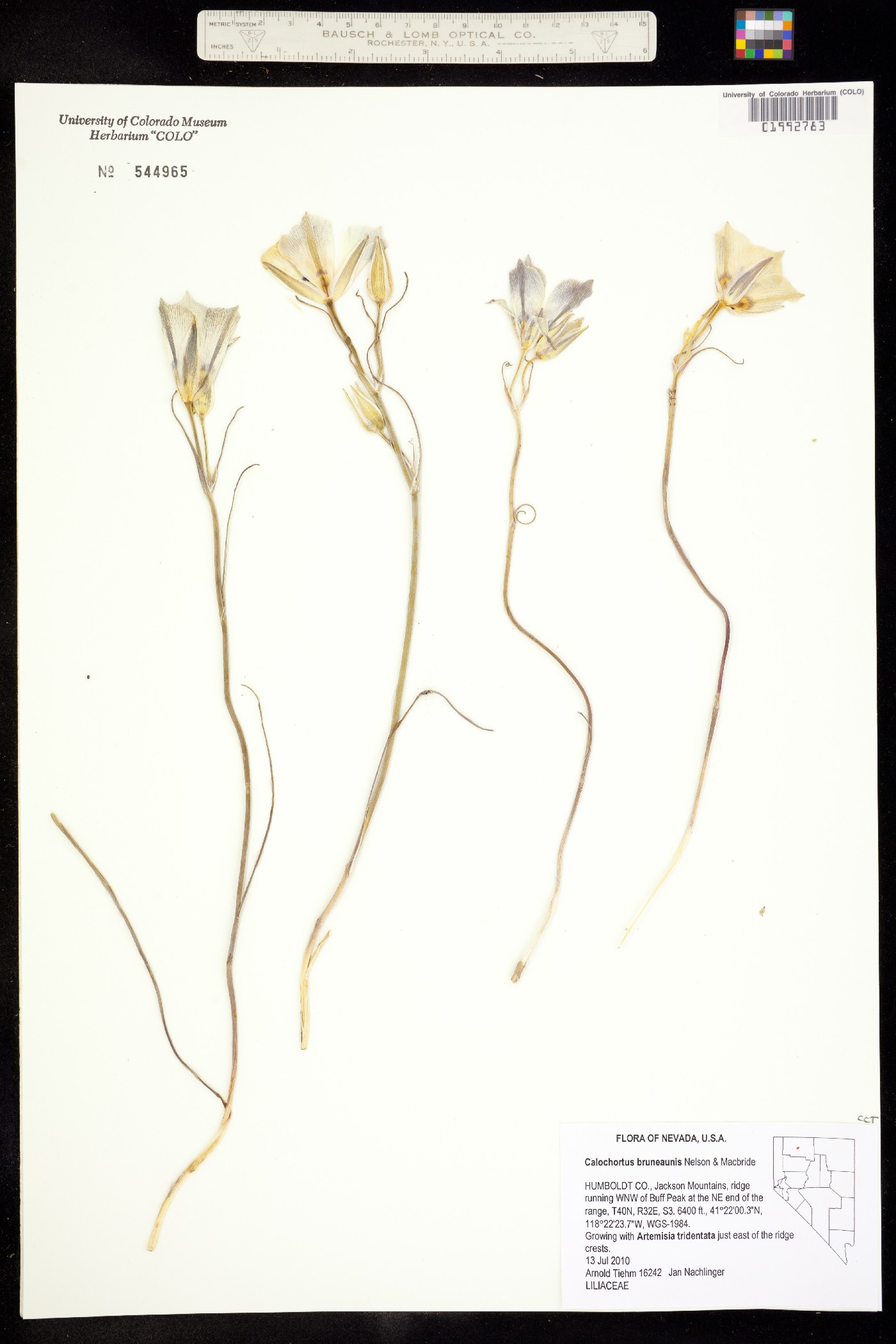 Calochortus bruneaunis image