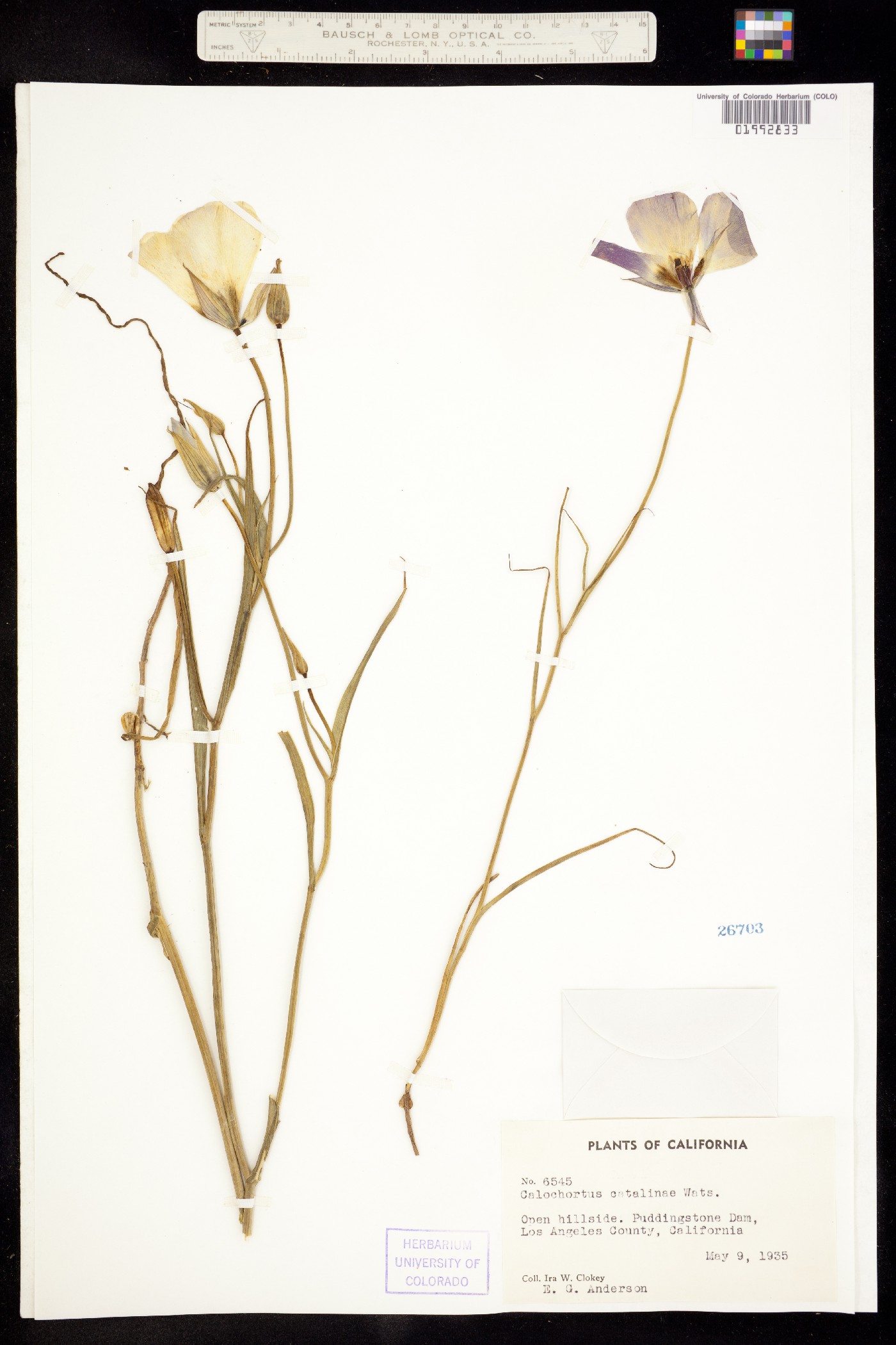 Calochortus catalinae image