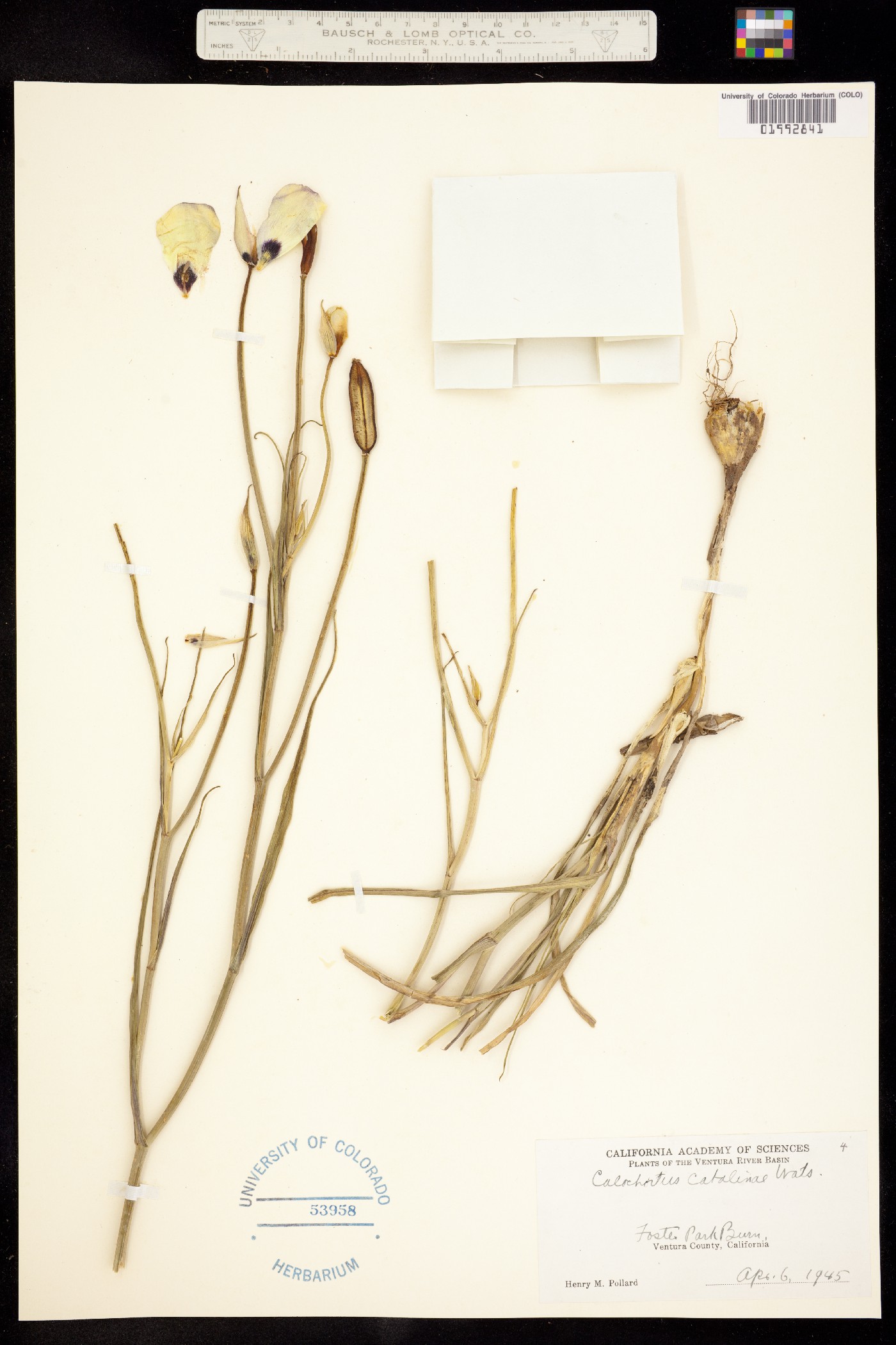 Calochortus catalinae image