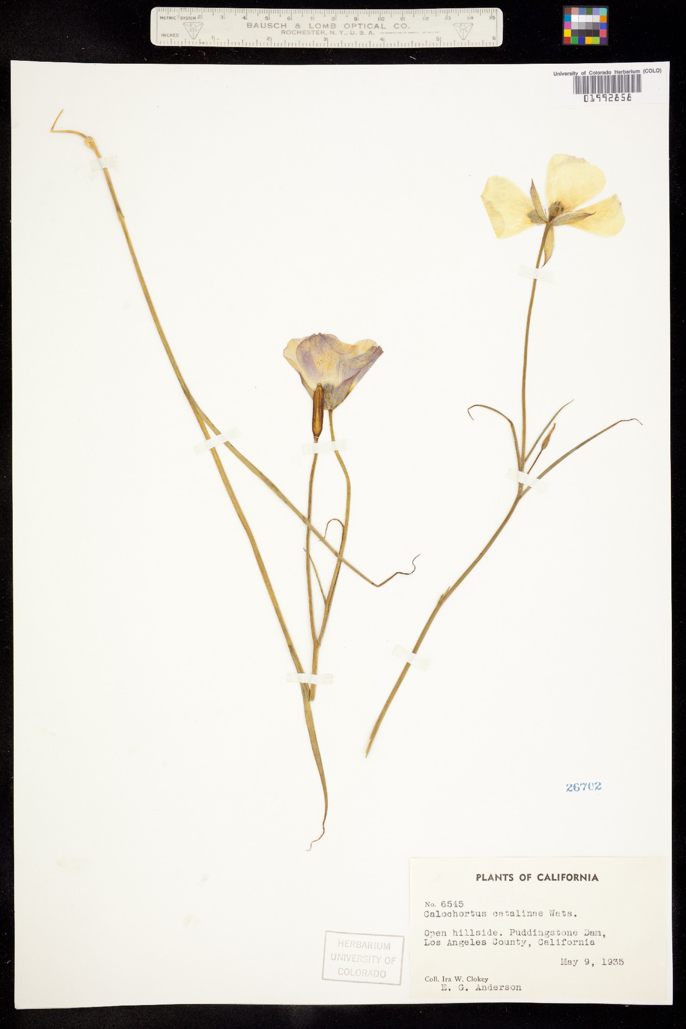 Calochortus catalinae image
