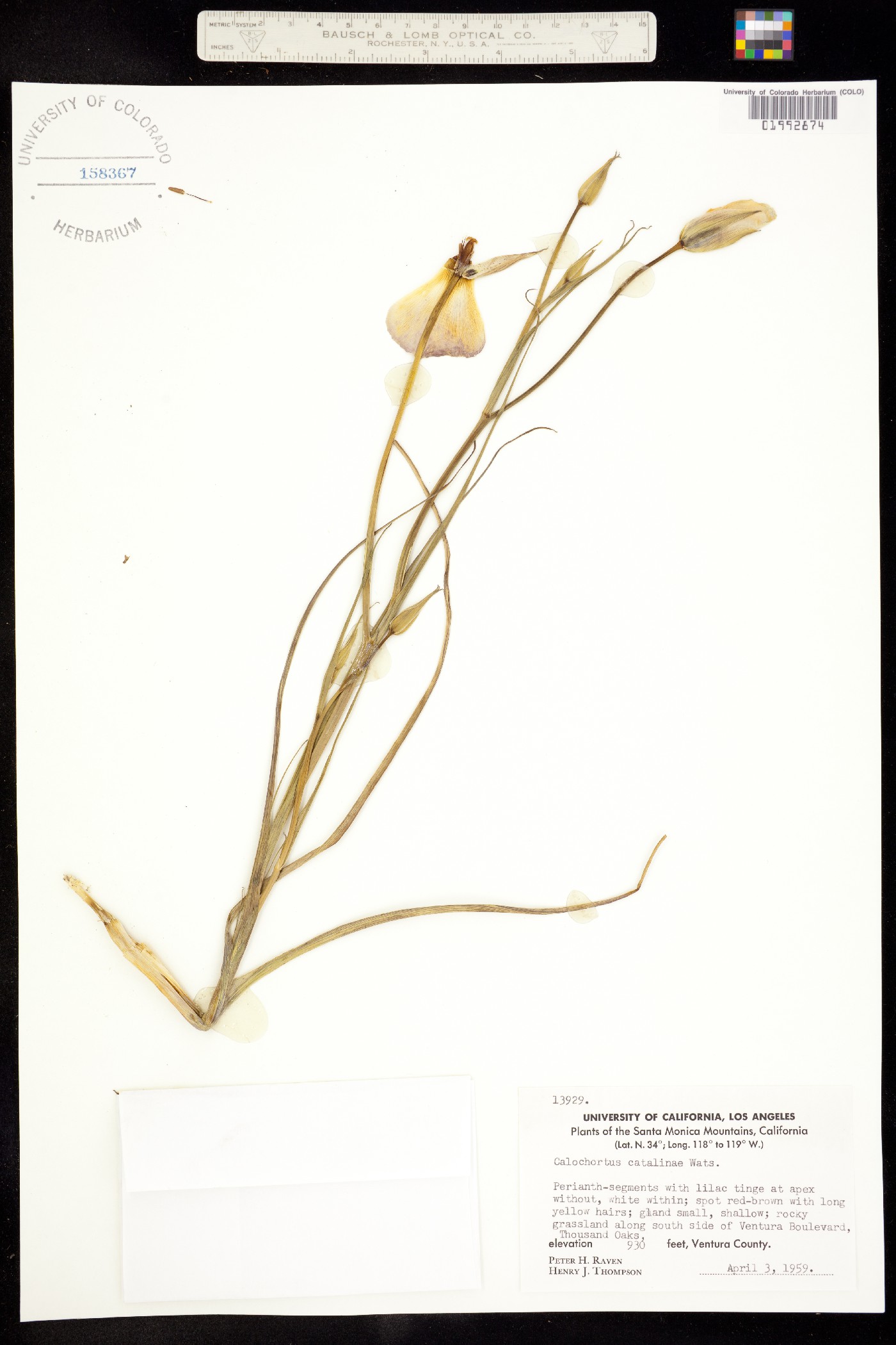 Calochortus catalinae image