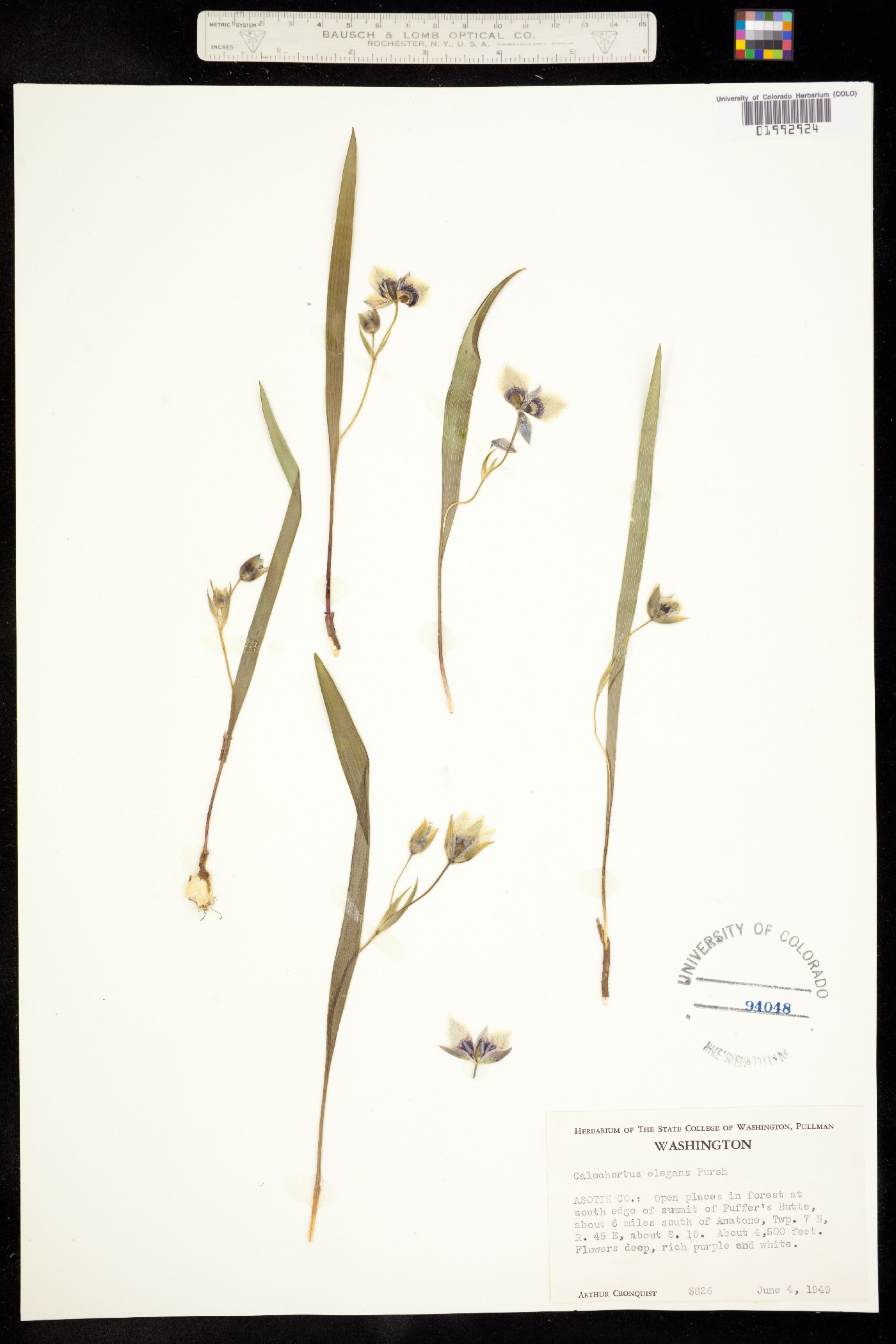 Calochortus elegans image