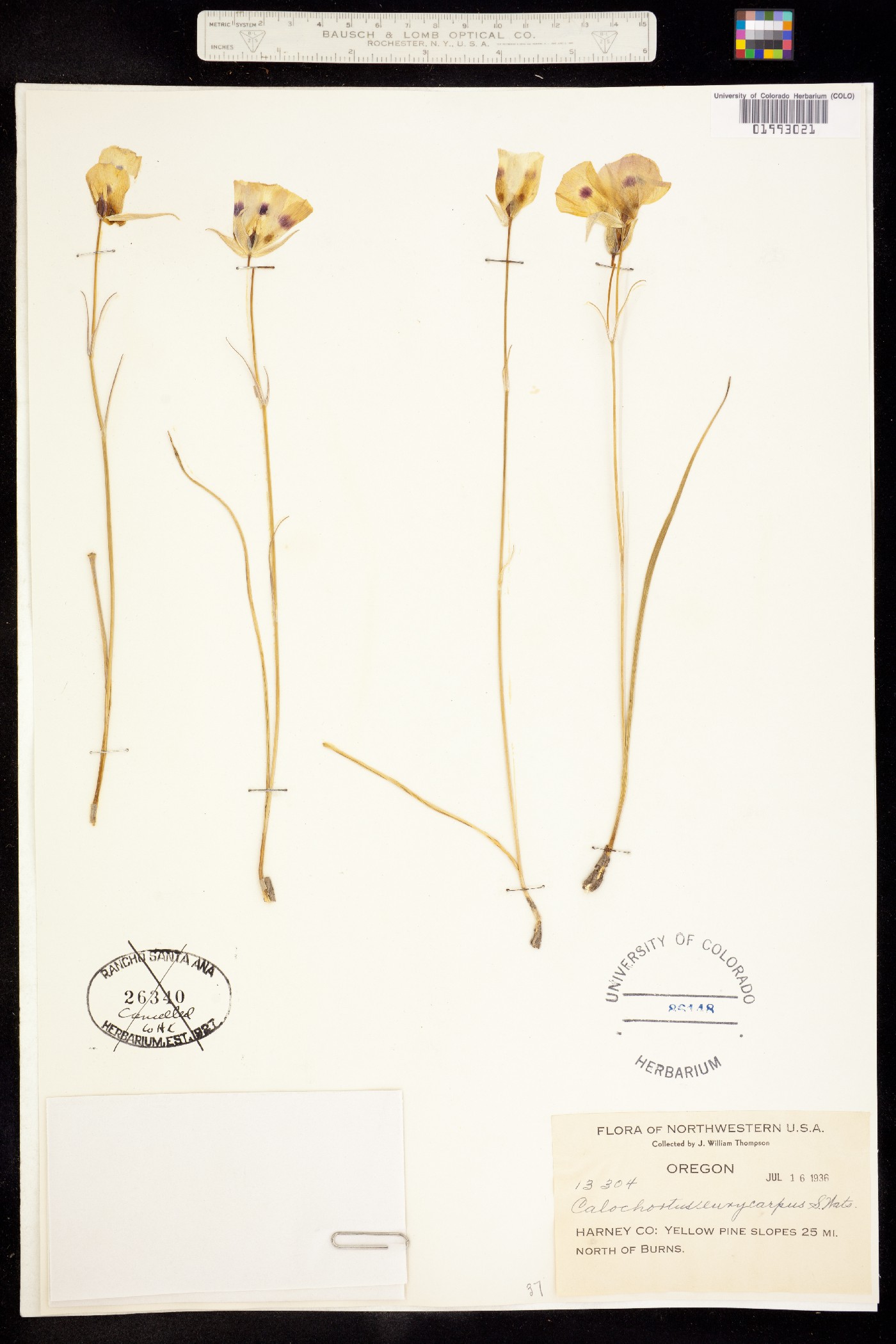 Calochortus eurycarpus image