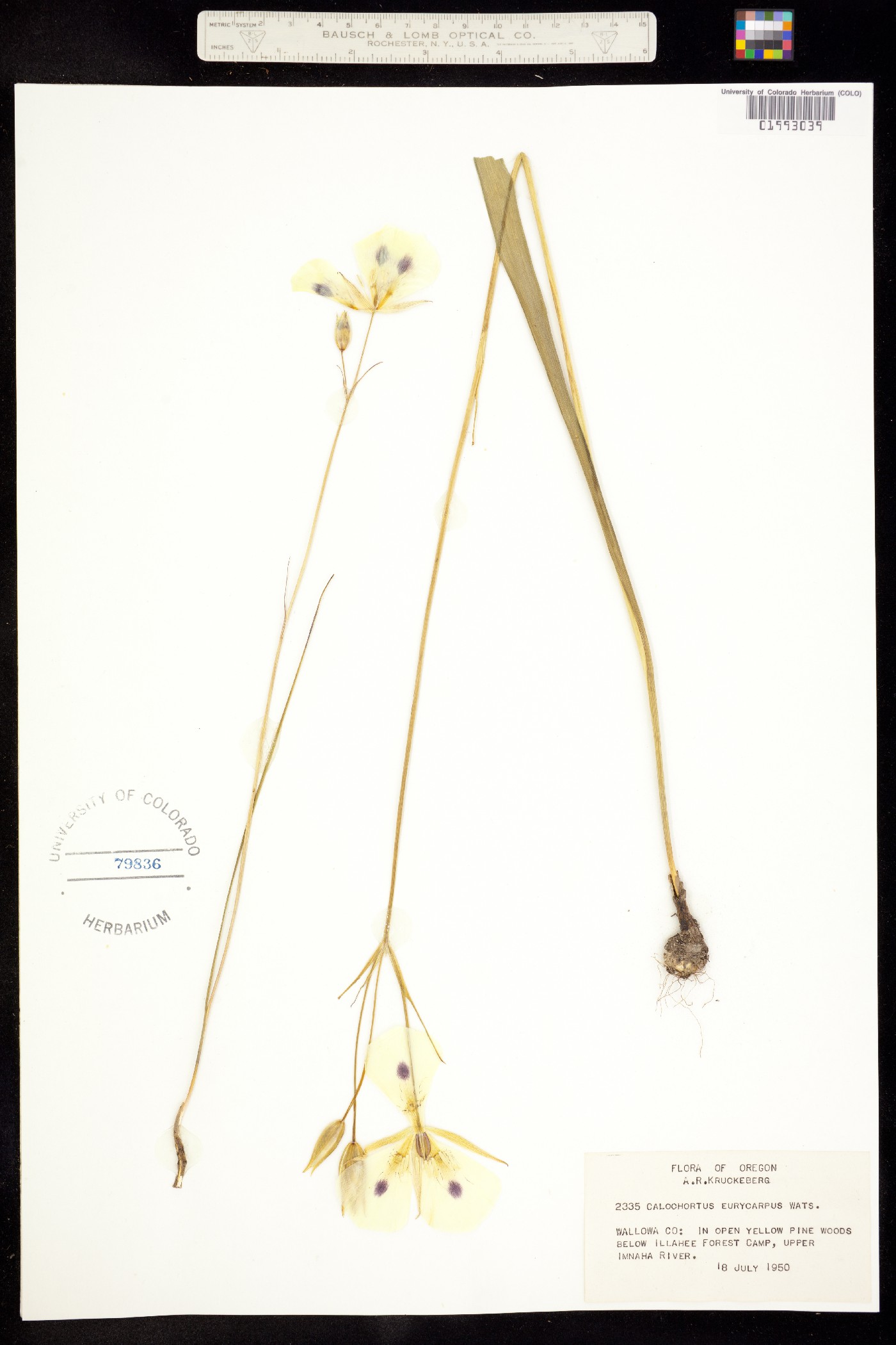 Calochortus eurycarpus image