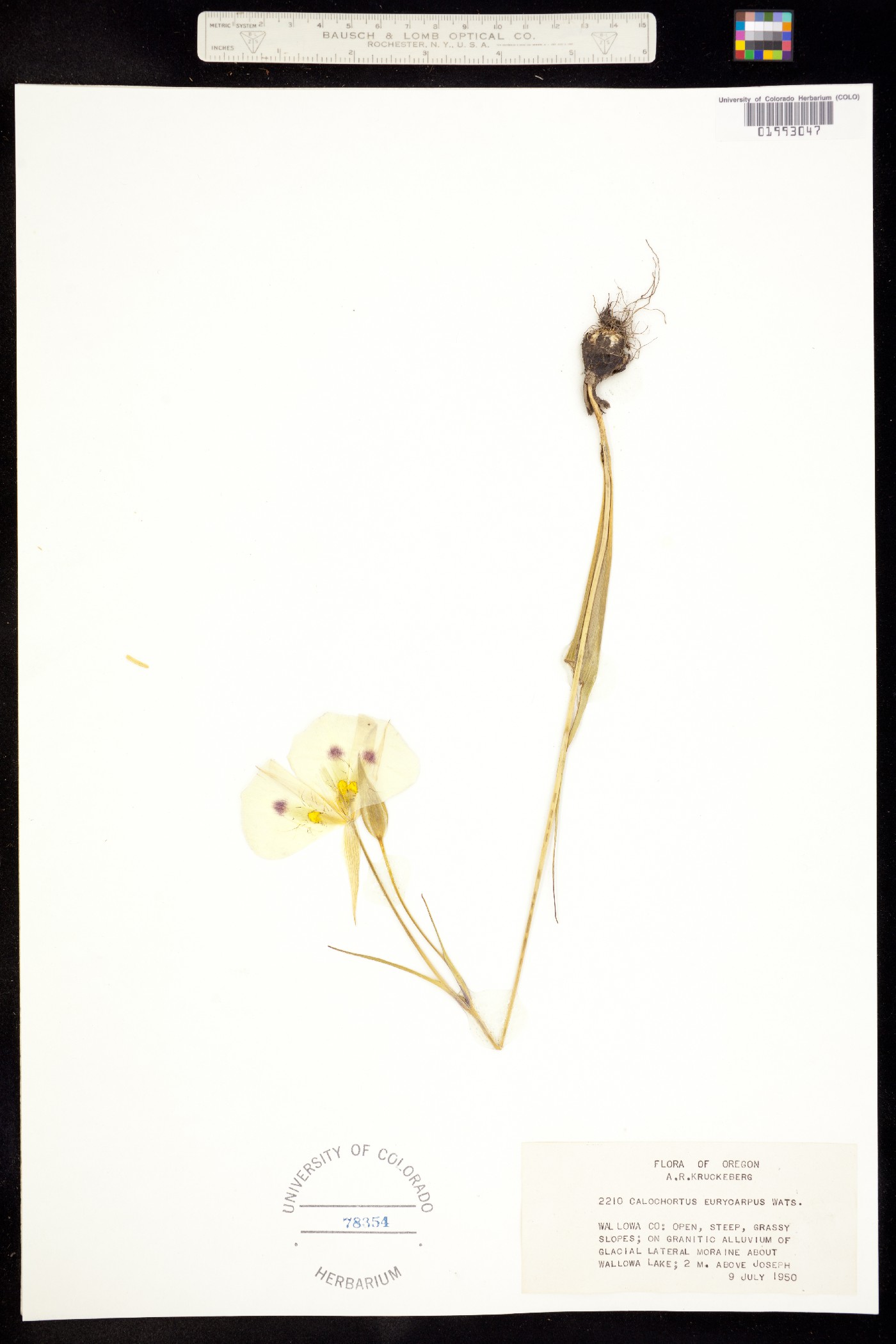 Calochortus eurycarpus image