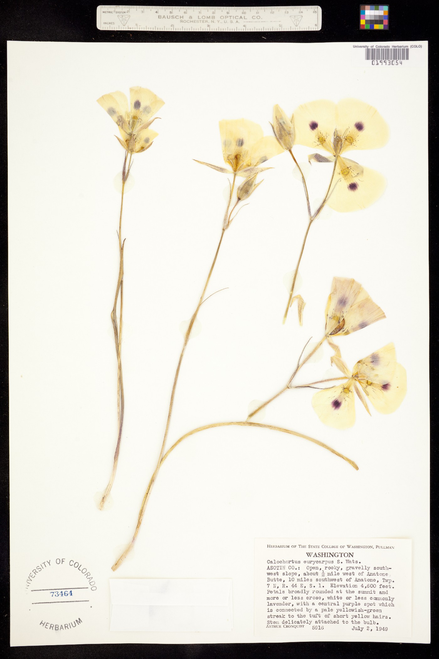 Calochortus eurycarpus image