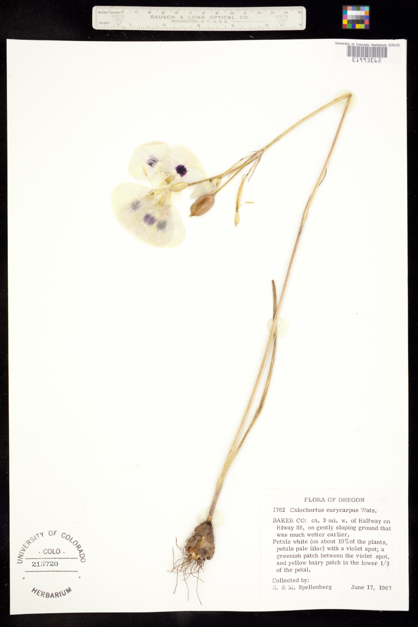 Calochortus eurycarpus image
