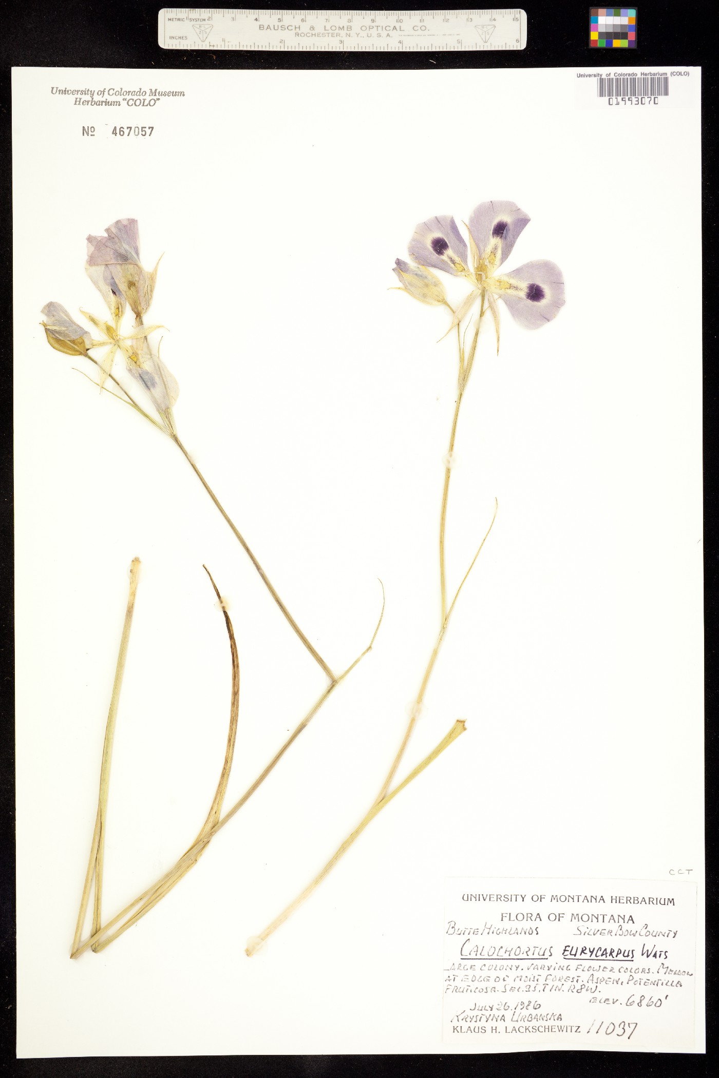 Calochortus eurycarpus image