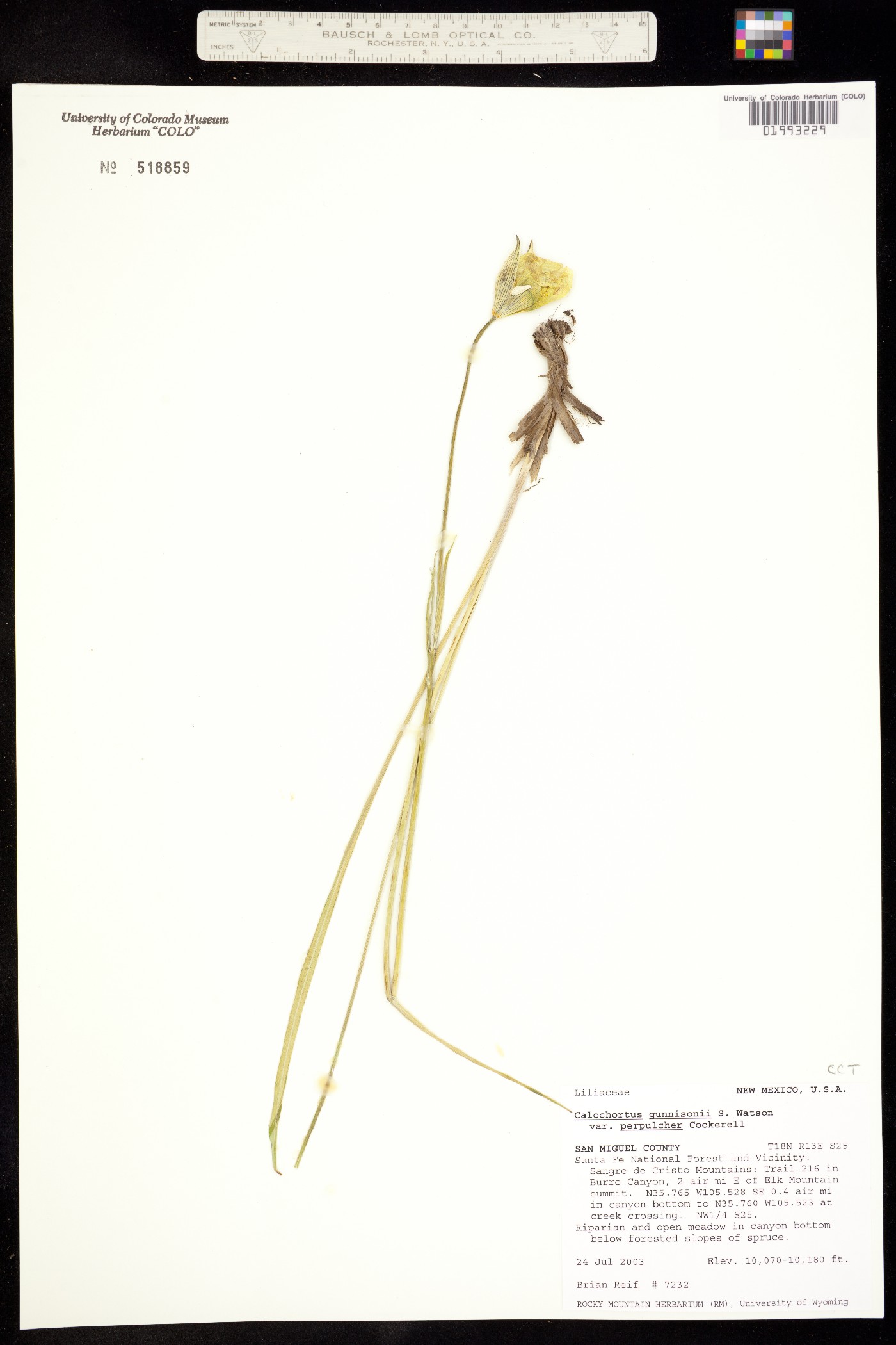 Calochortus gunnisonii image