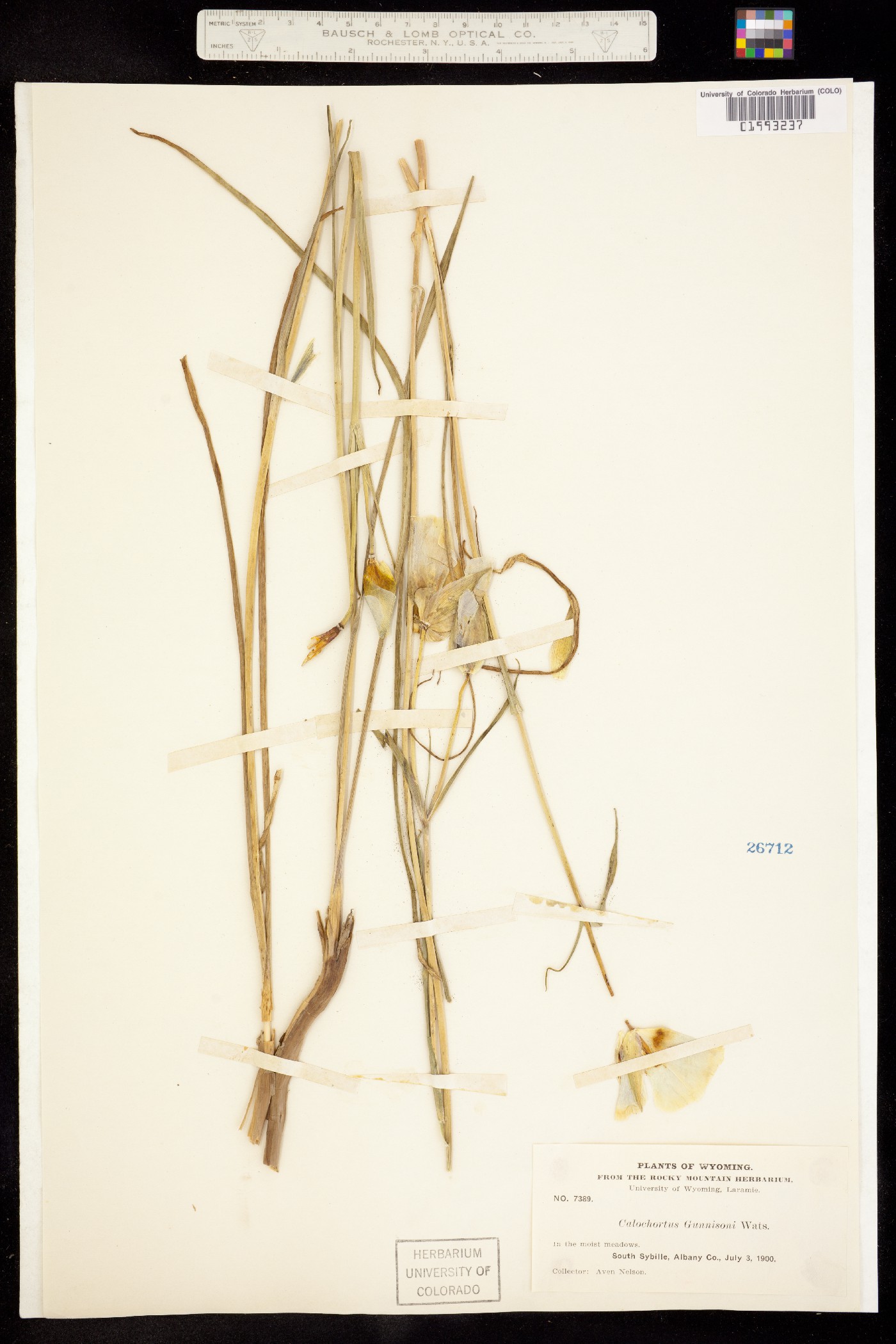Calochortaceae image