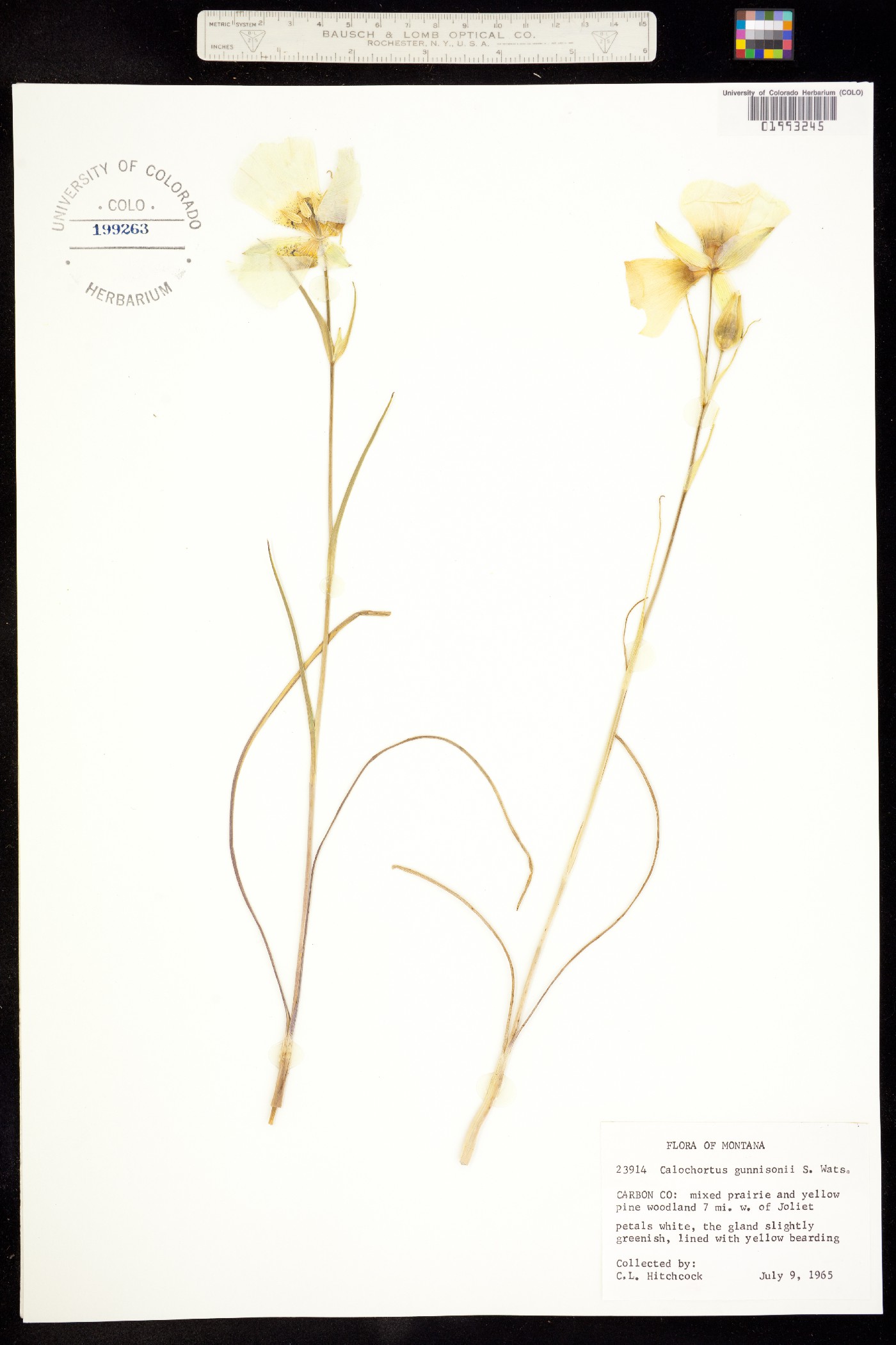 Calochortus gunnisonii image