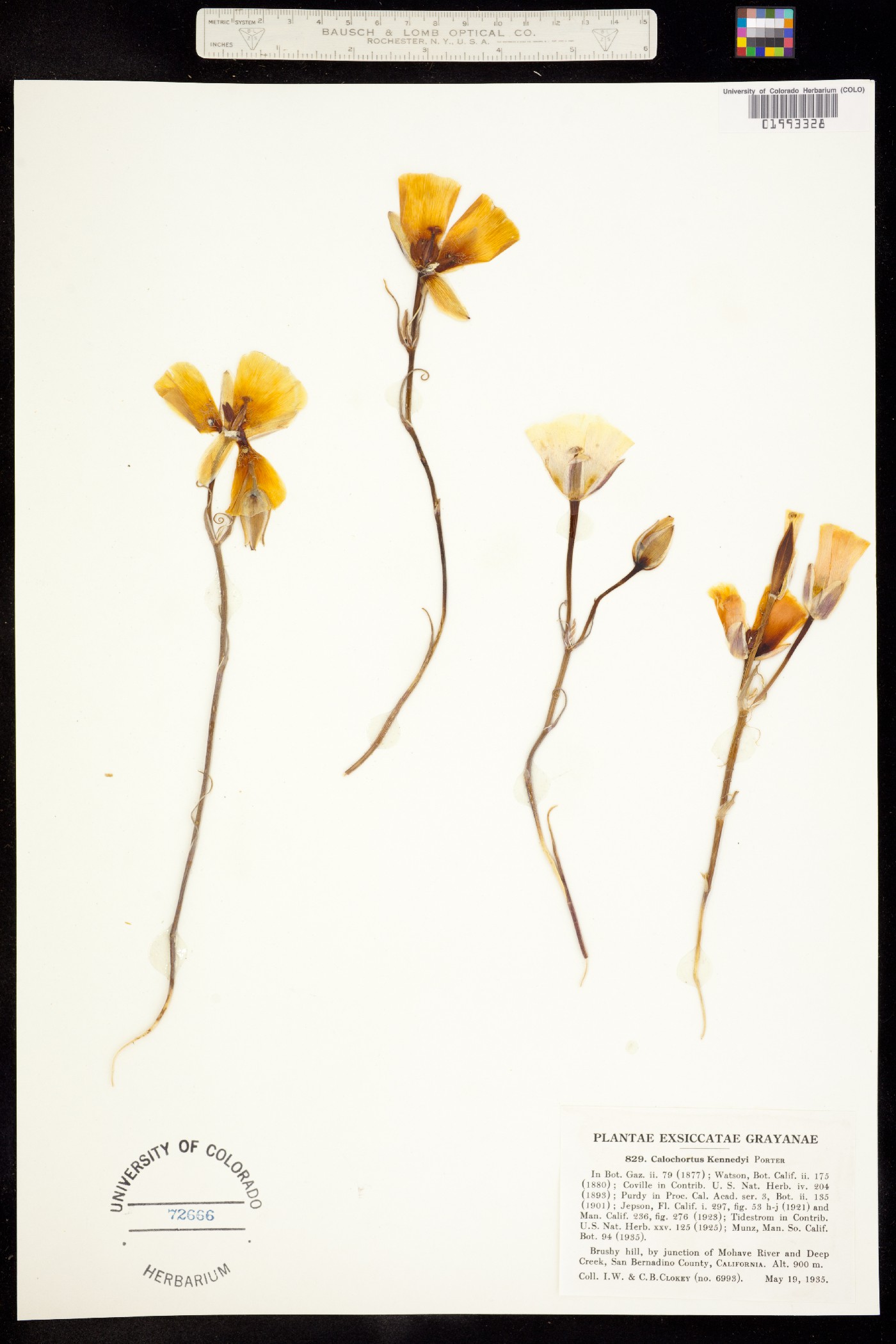 Calochortus kennedyi image