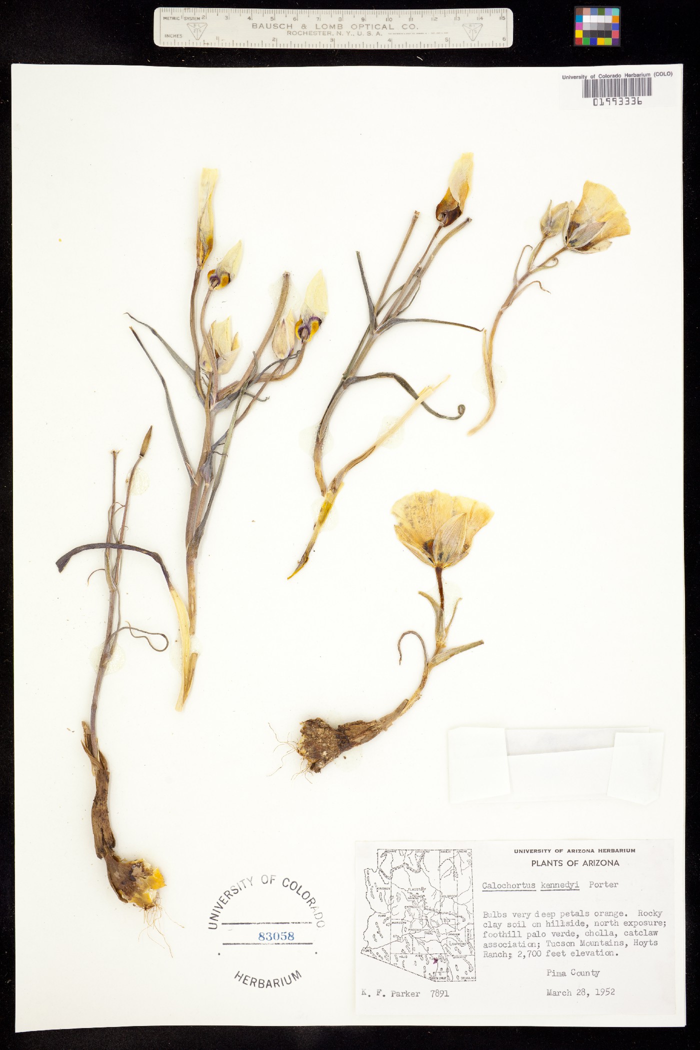 Calochortus kennedyi image