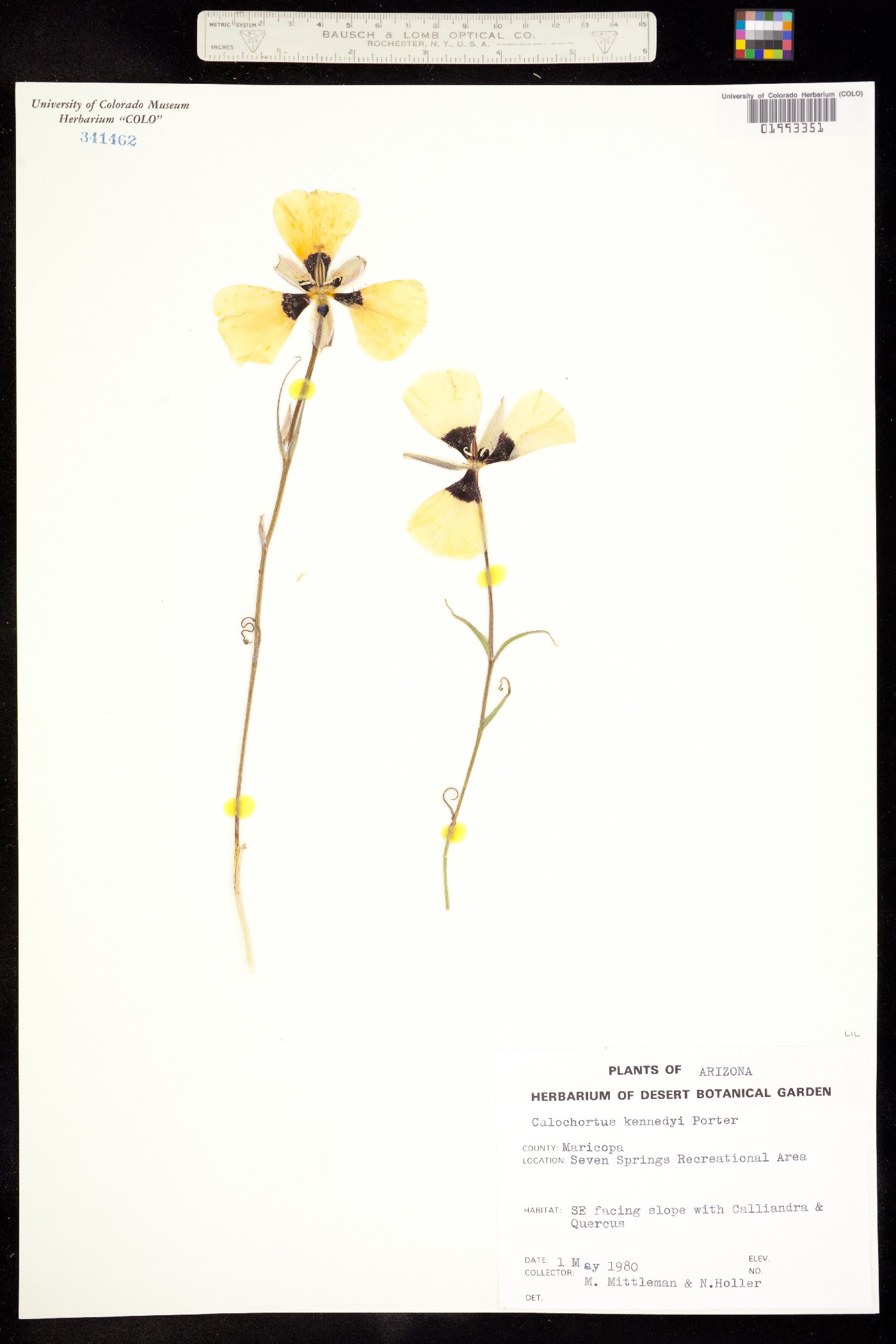 Calochortus kennedyi image
