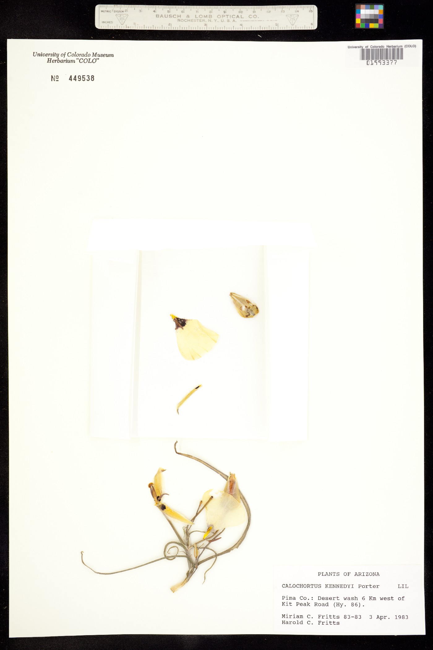 Calochortus kennedyi image