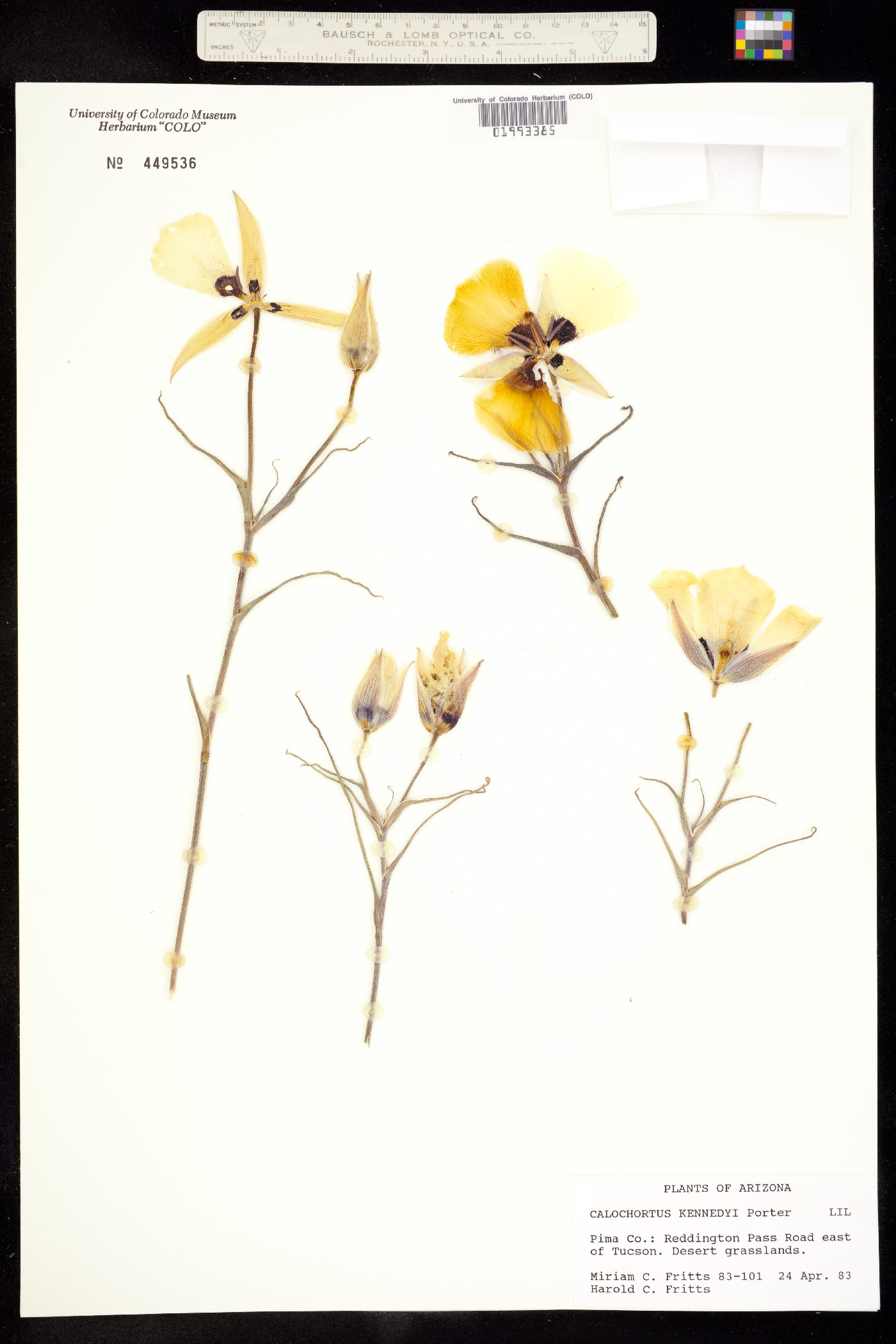 Calochortus image