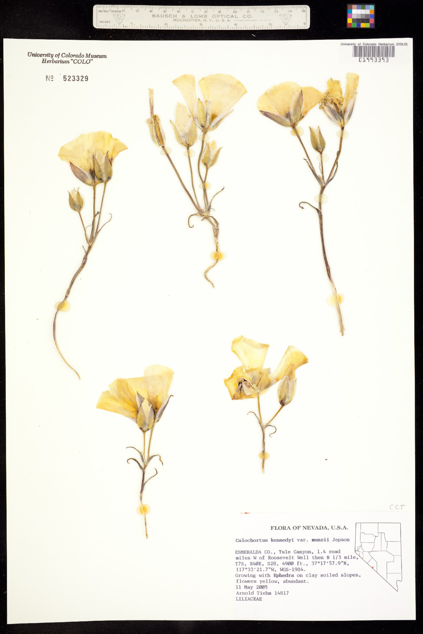 Calochortus kennedyi var. munzii image