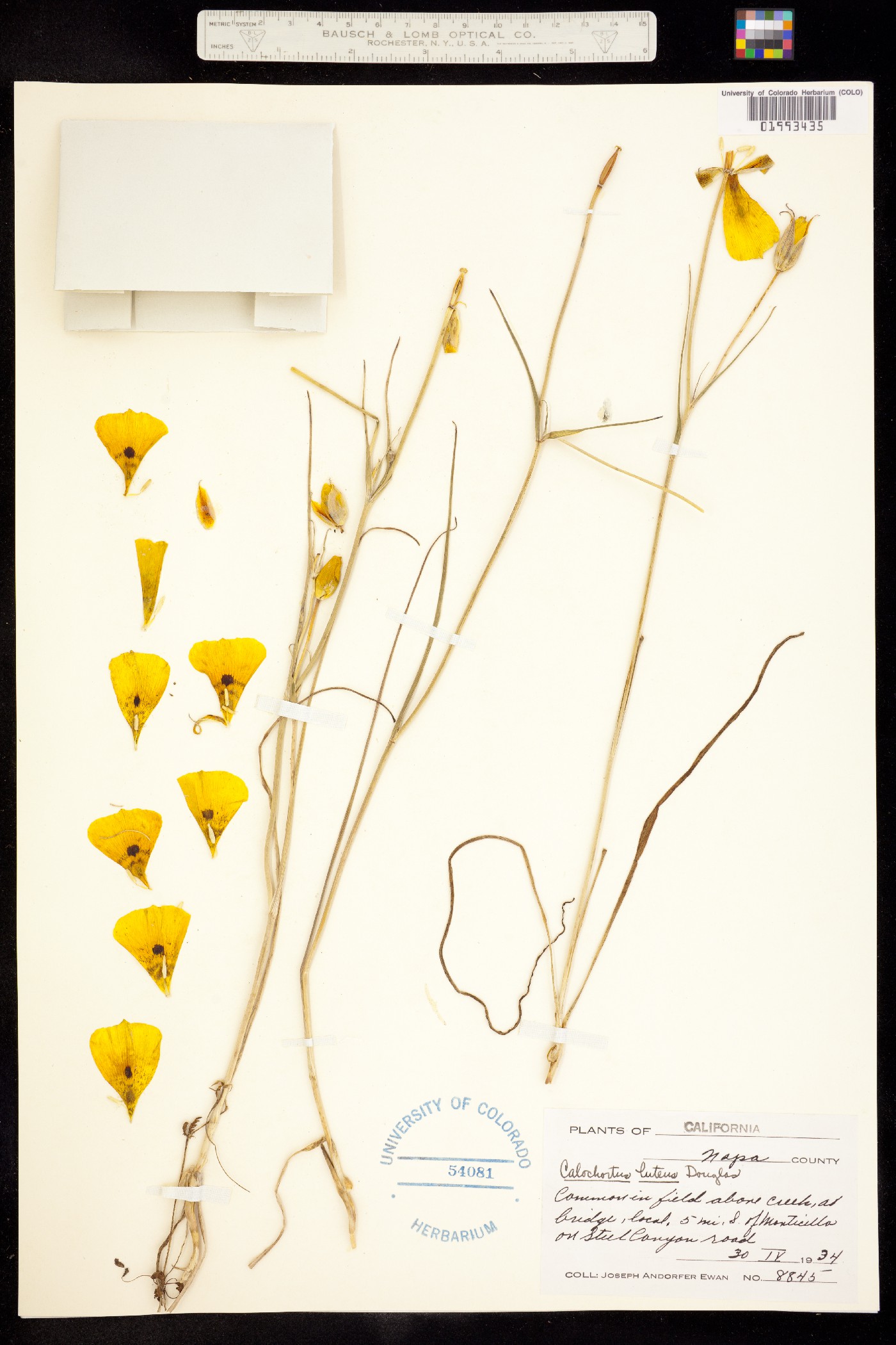 Calochortus luteus image