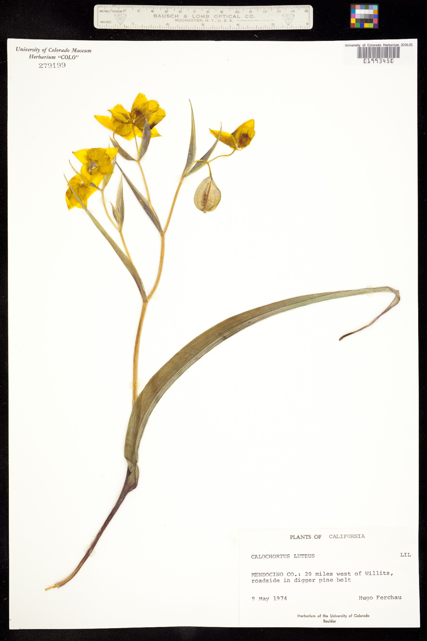 Calochortus luteus image