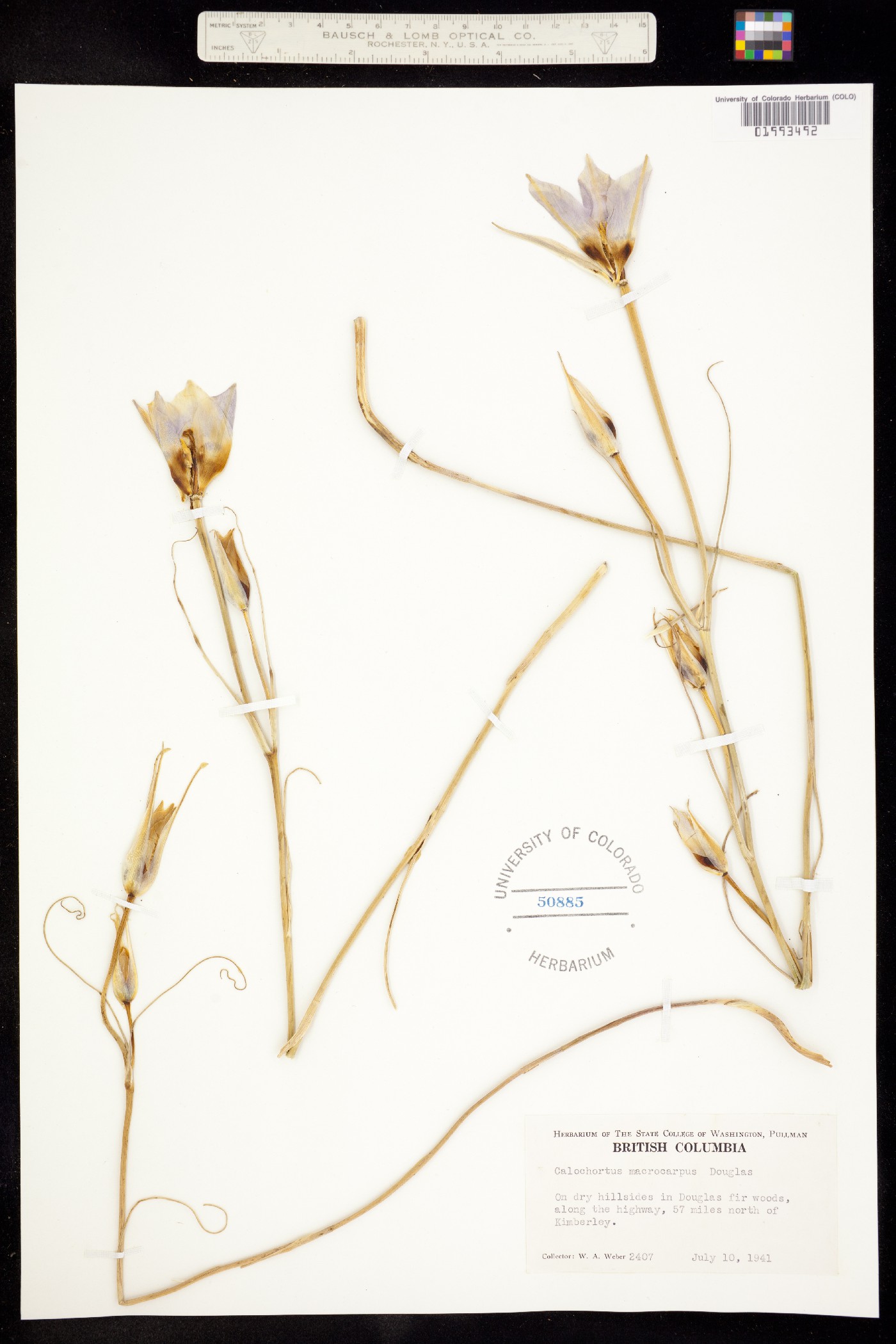 Calochortus macrocarpus image