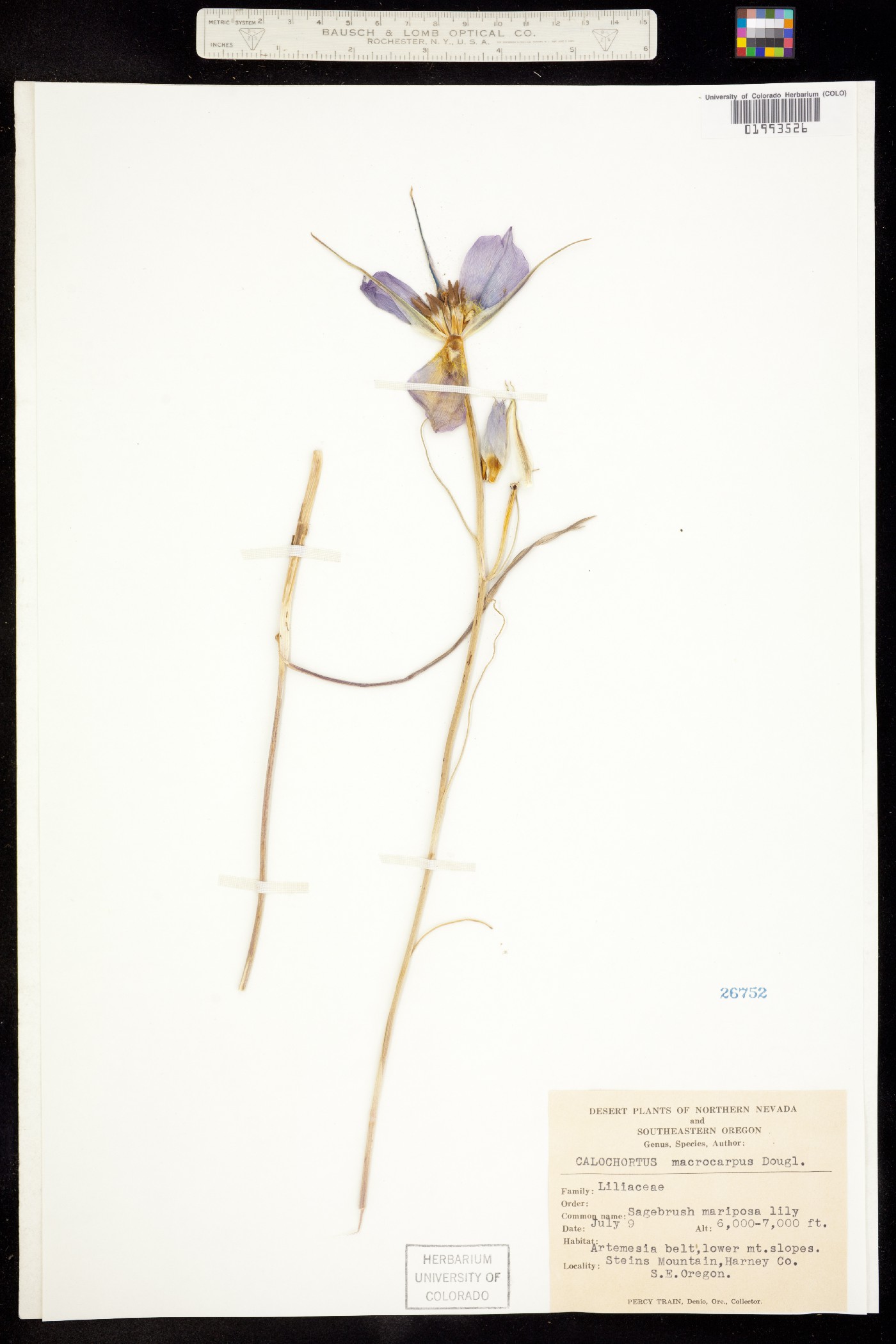 Calochortus macrocarpus image