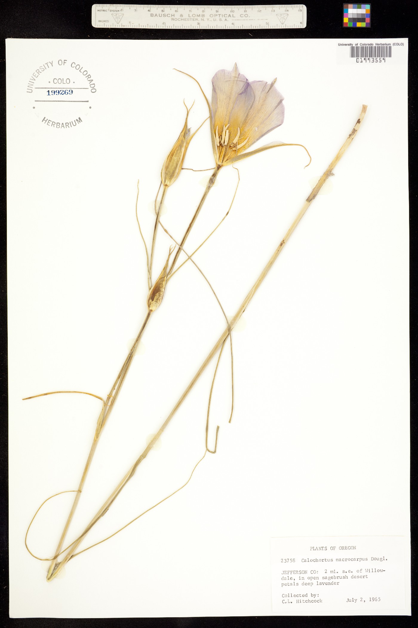 Calochortus macrocarpus image