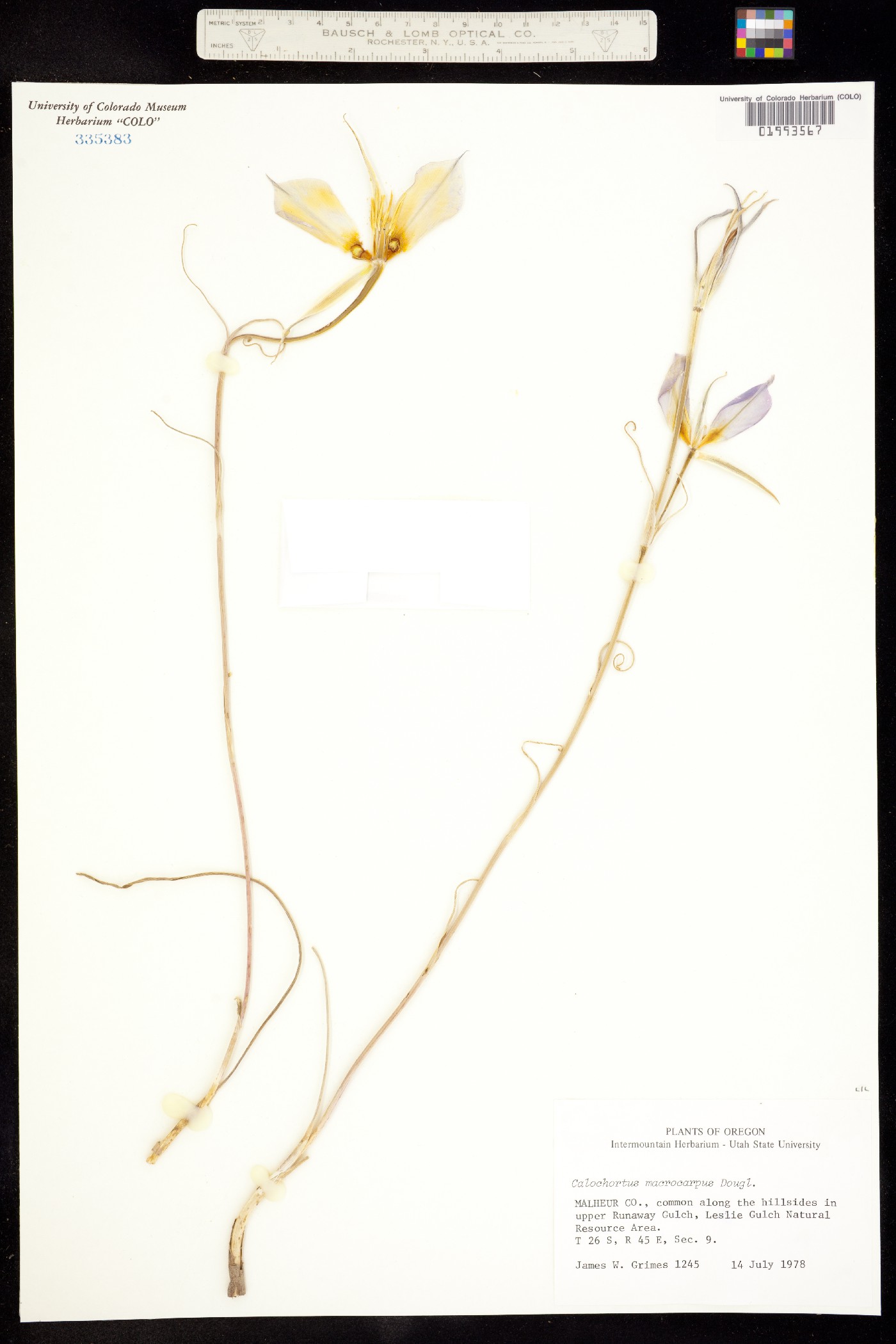 Calochortus macrocarpus image