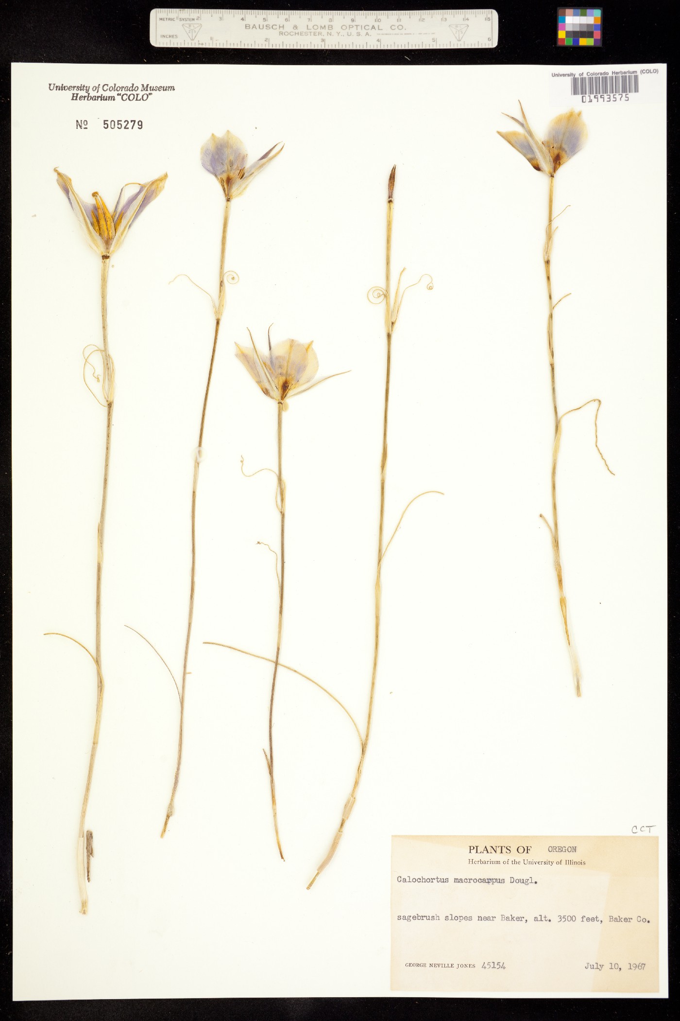 Calochortus macrocarpus image