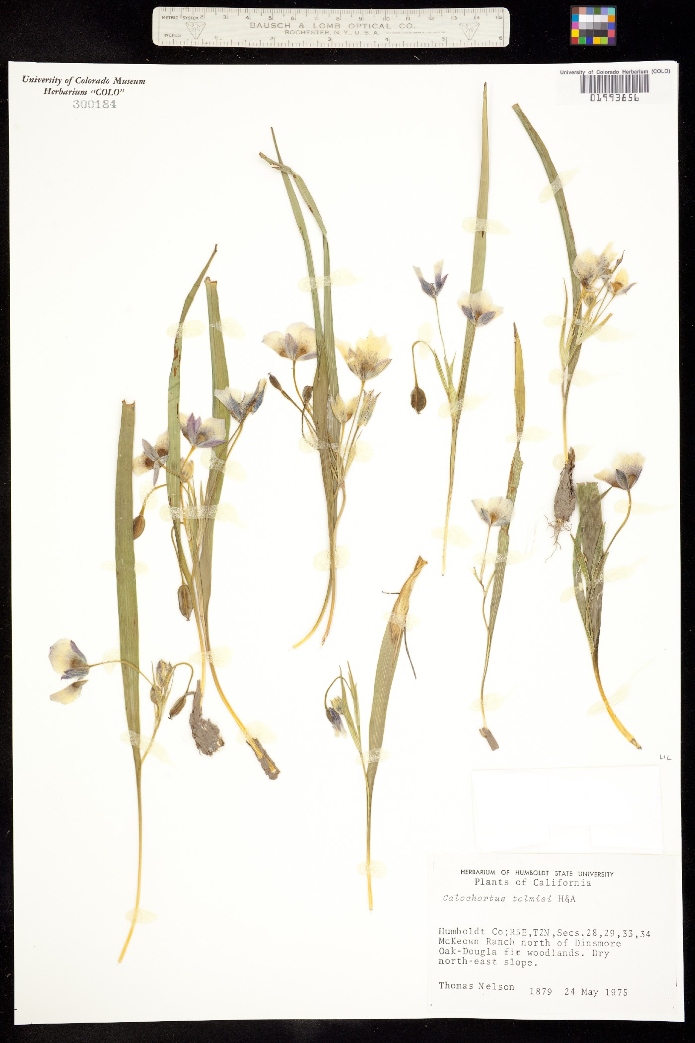 Calochortus tolmiei image