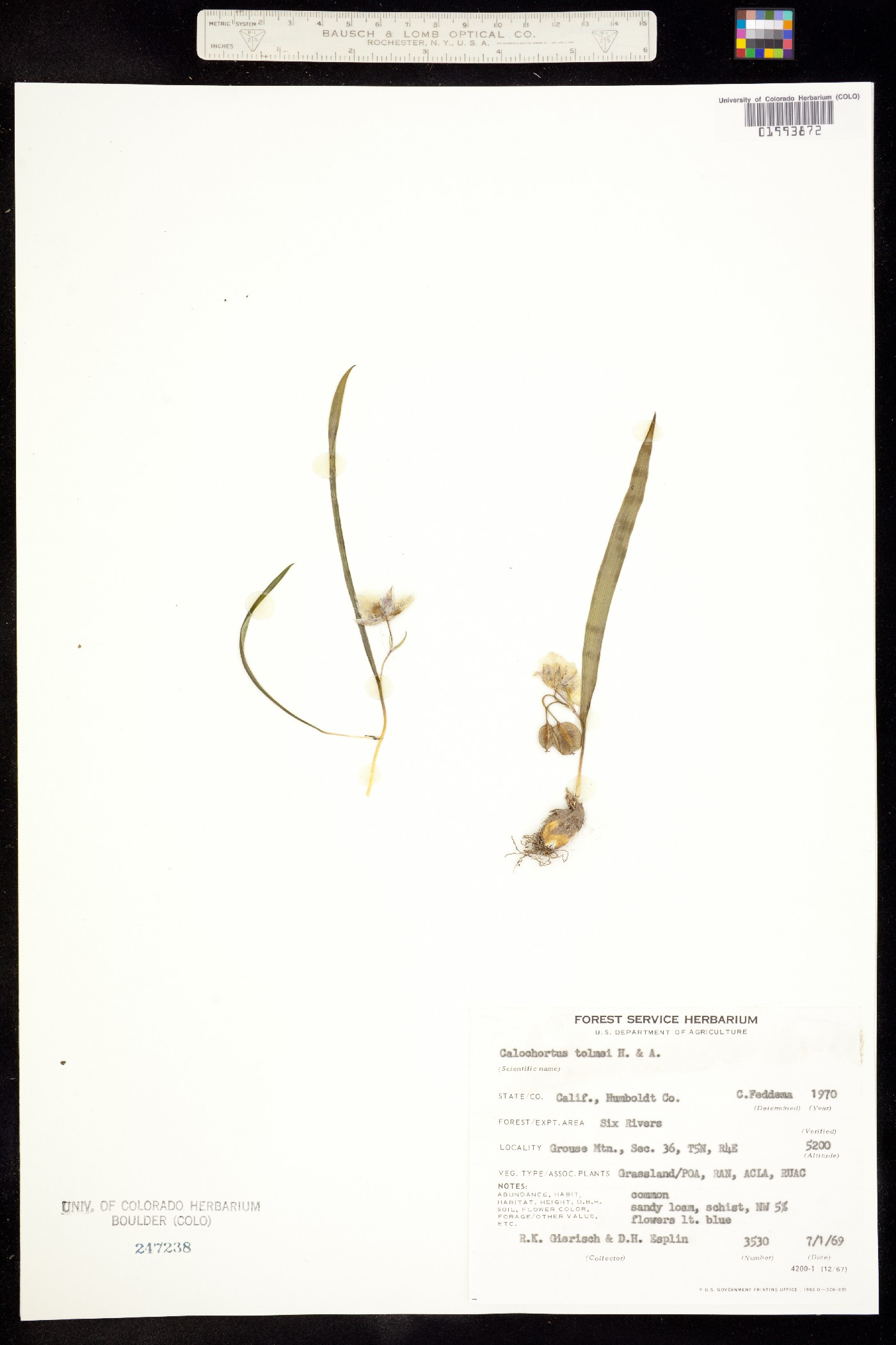 Calochortus tolmiei image