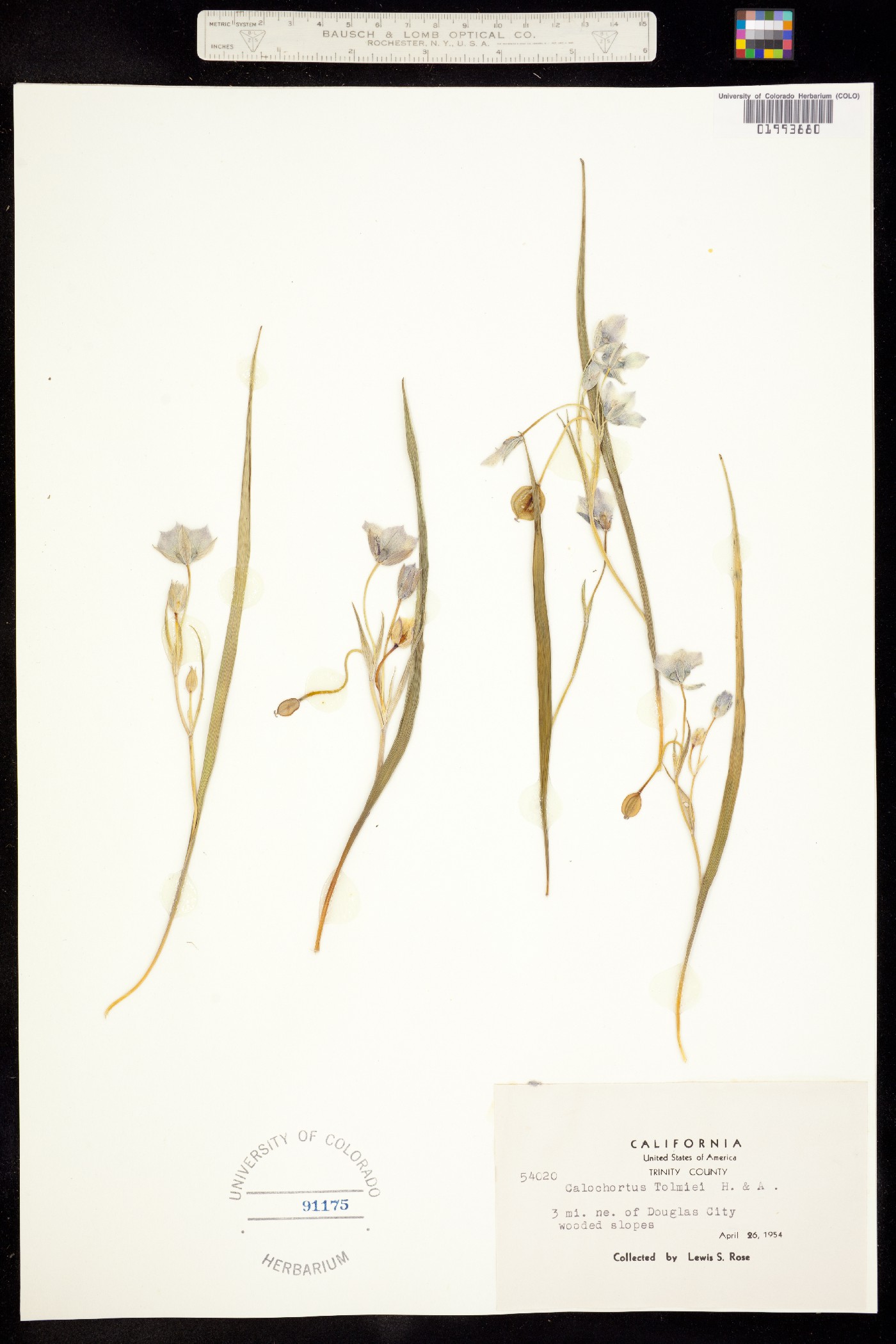 Calochortus tolmiei image