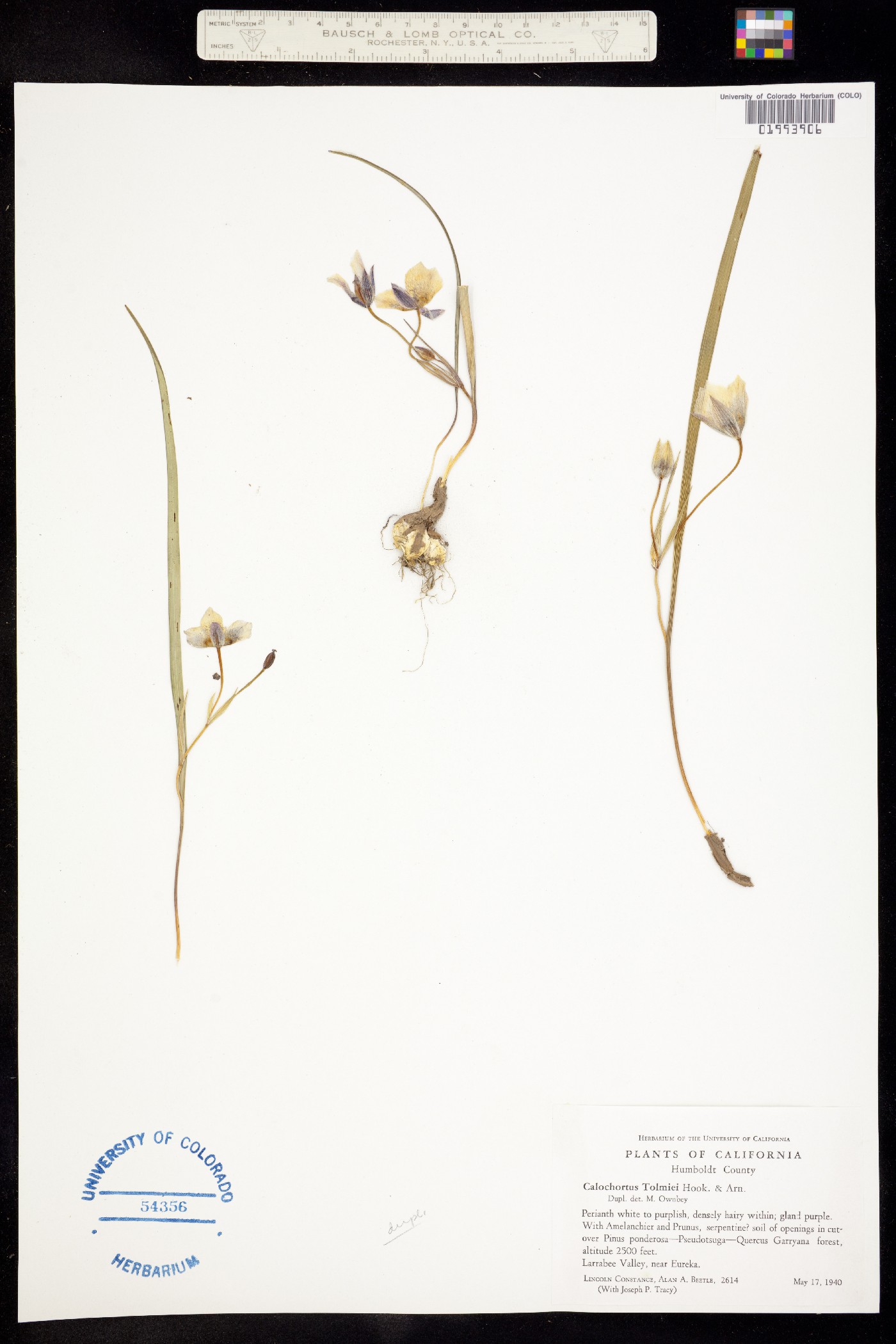 Calochortus tolmiei image