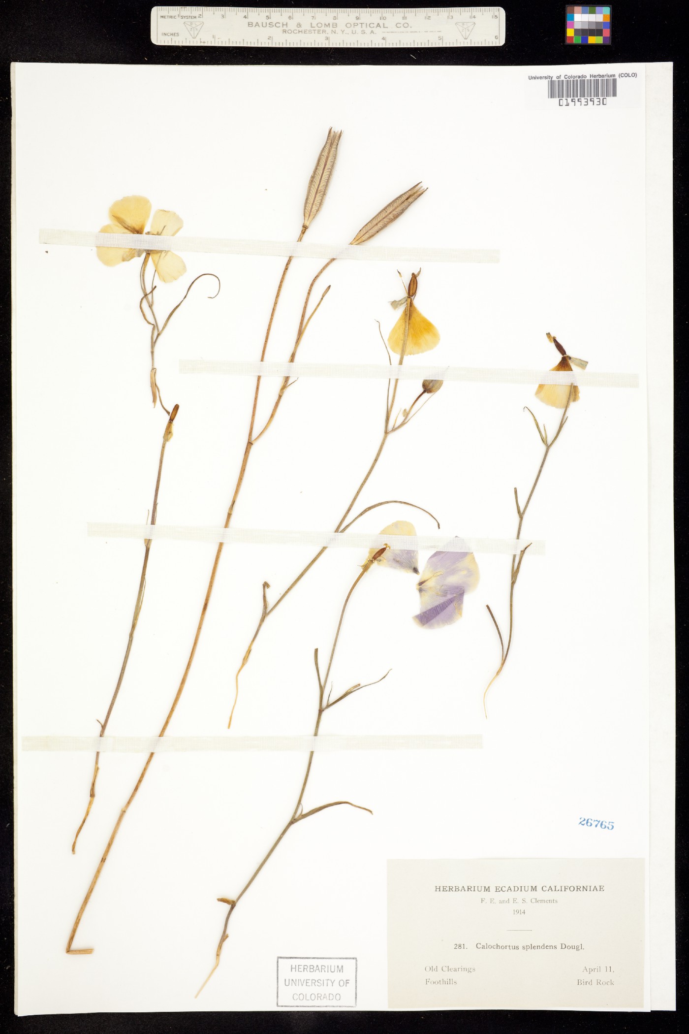 Calochortus splendens image