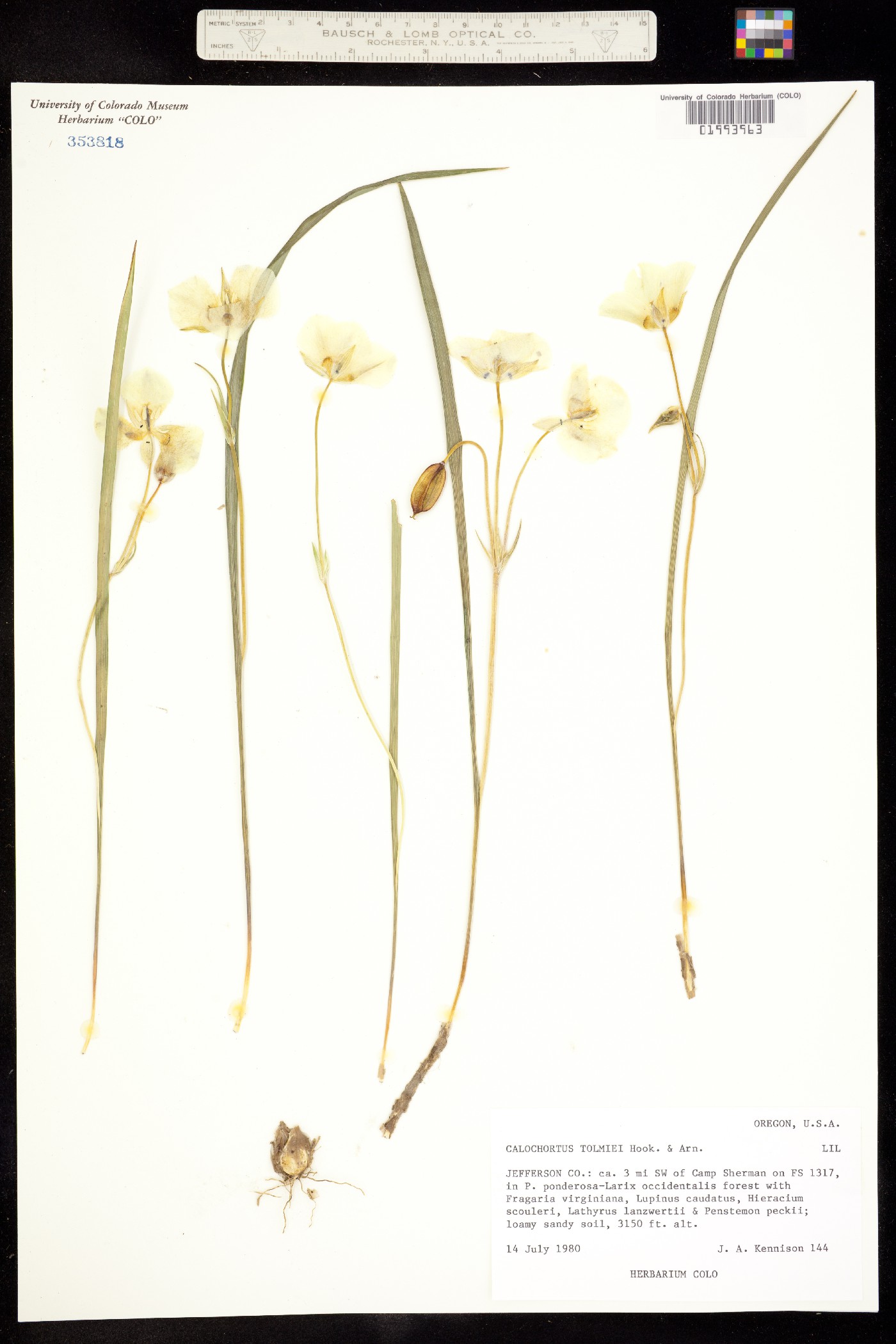 Calochortus tolmiei image