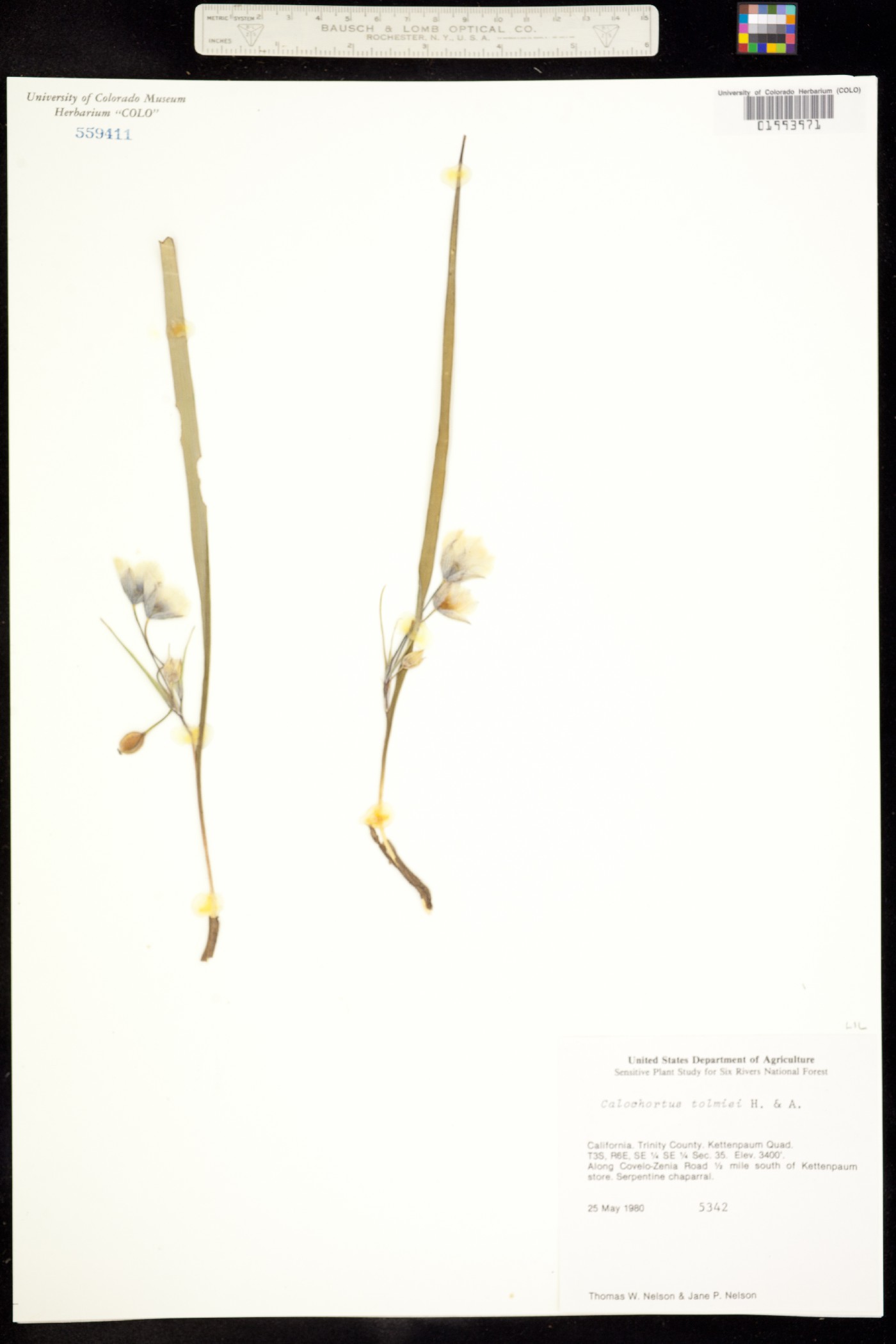 Calochortus tolmiei image