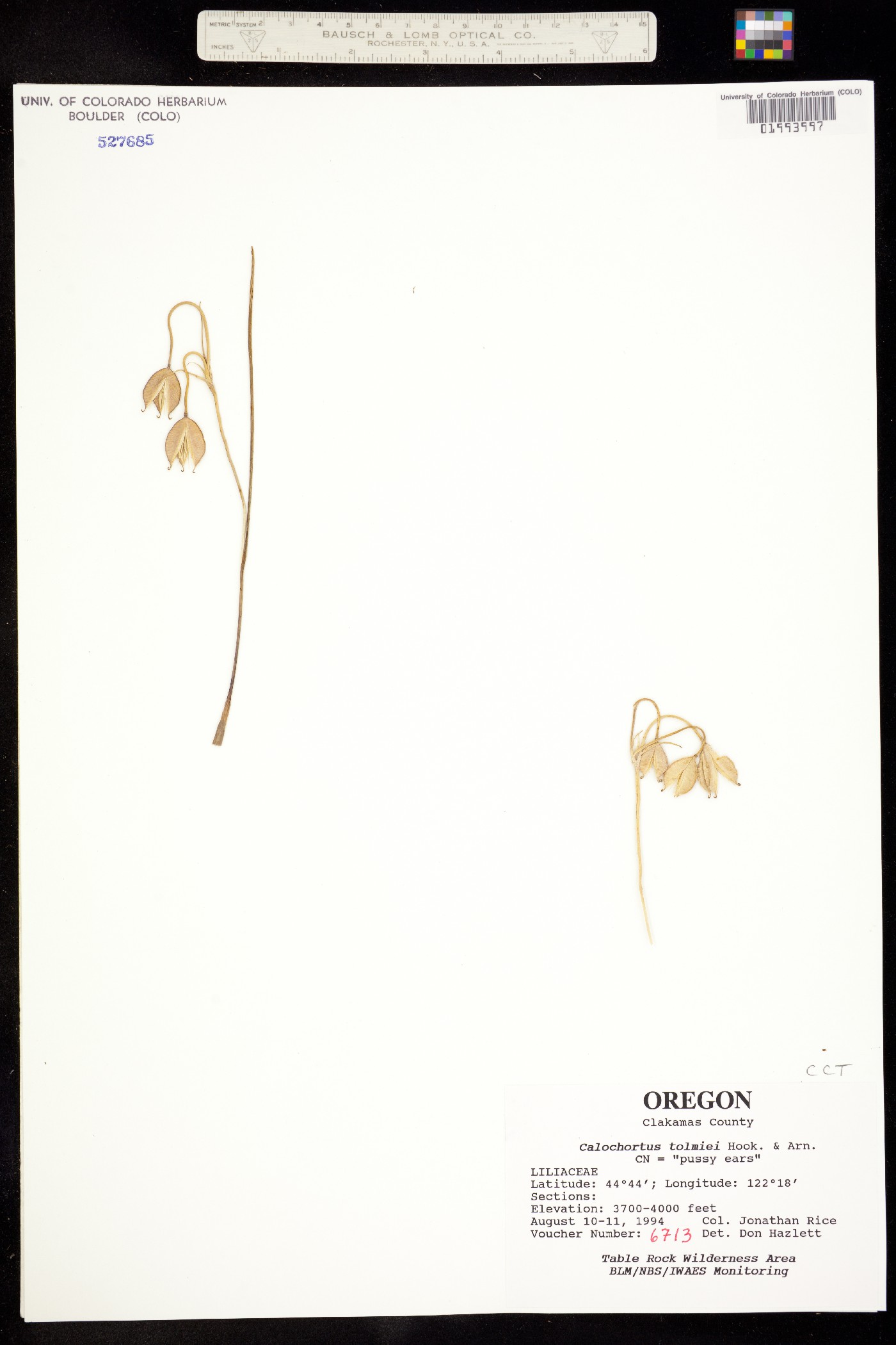 Calochortus tolmiei image