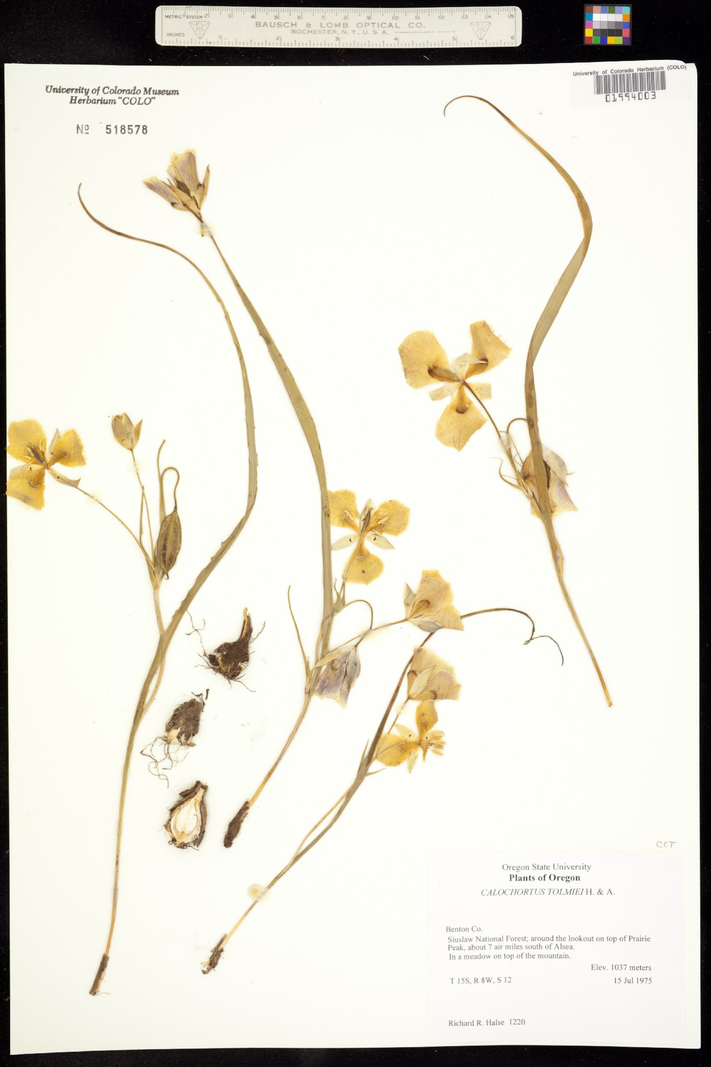 Calochortus tolmiei image
