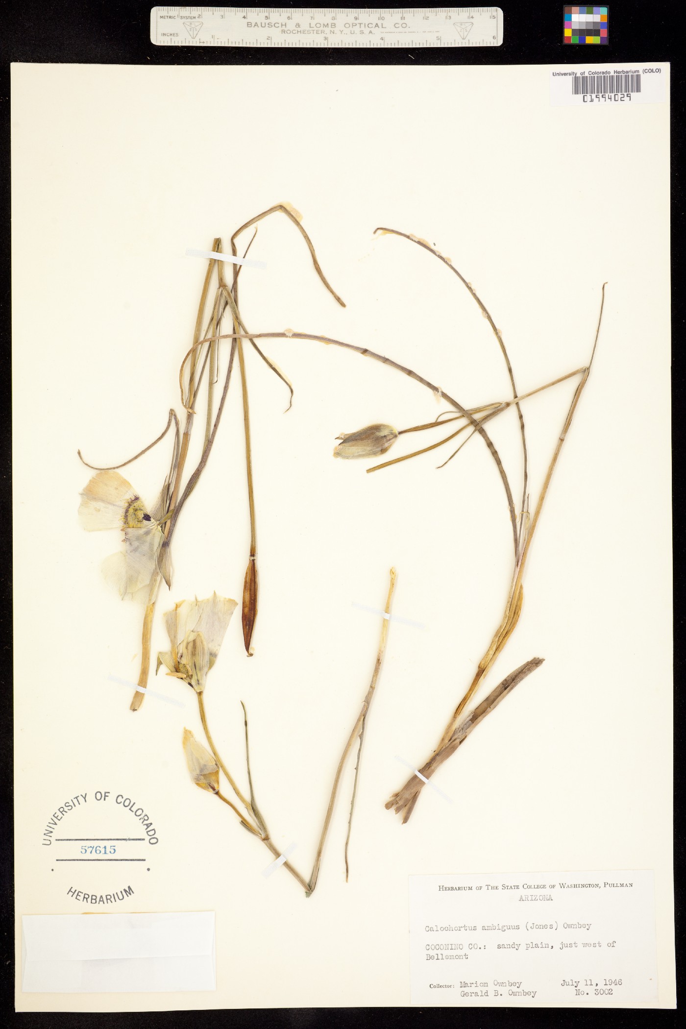 Calochortus ambiguus image